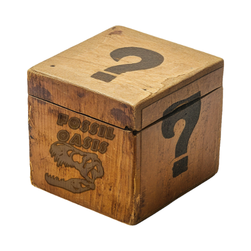 Fossil Mystery Box