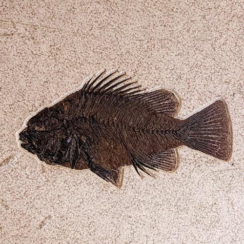 Foosil Fish Fossil Fish – Fossil Oasis