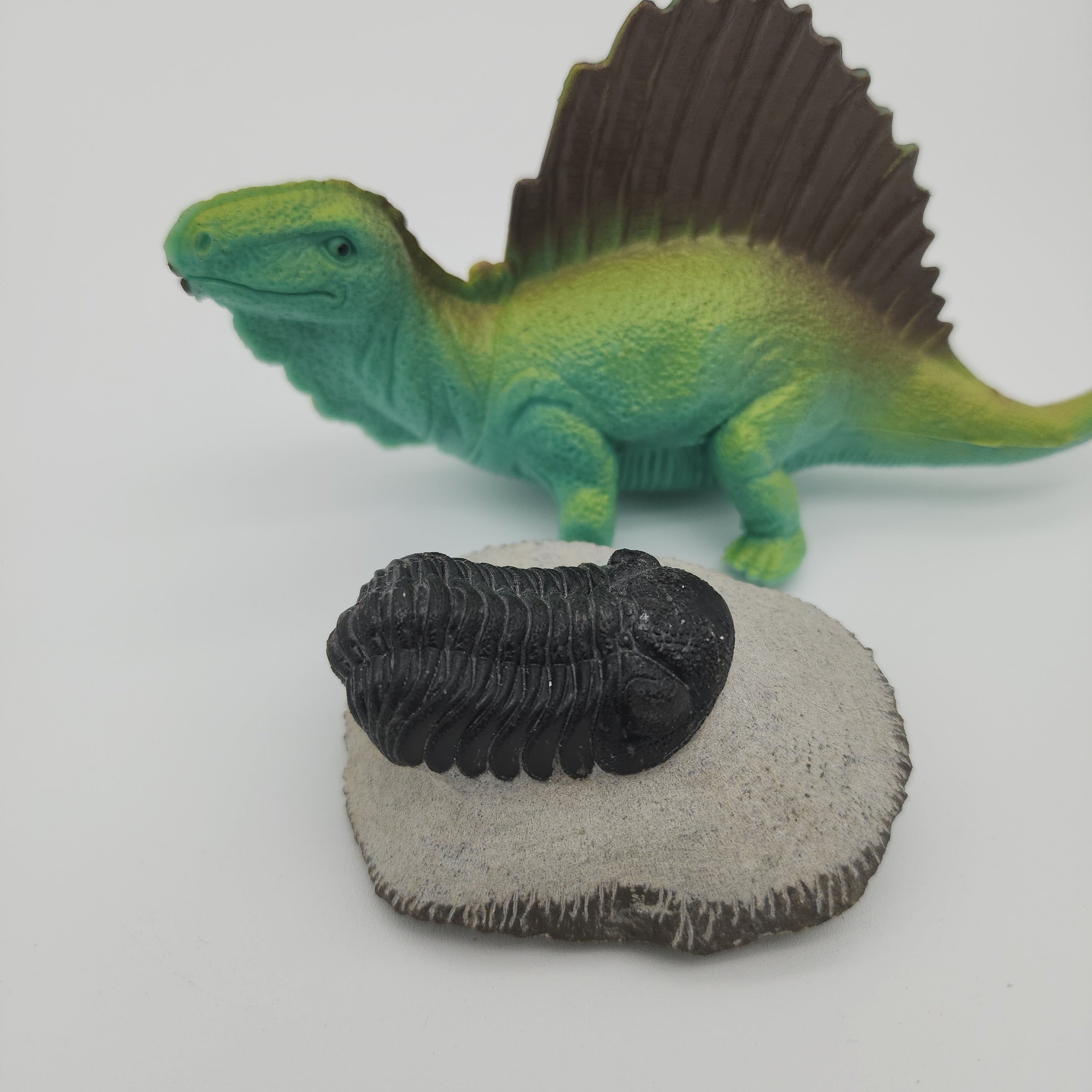 Fossil Oasis