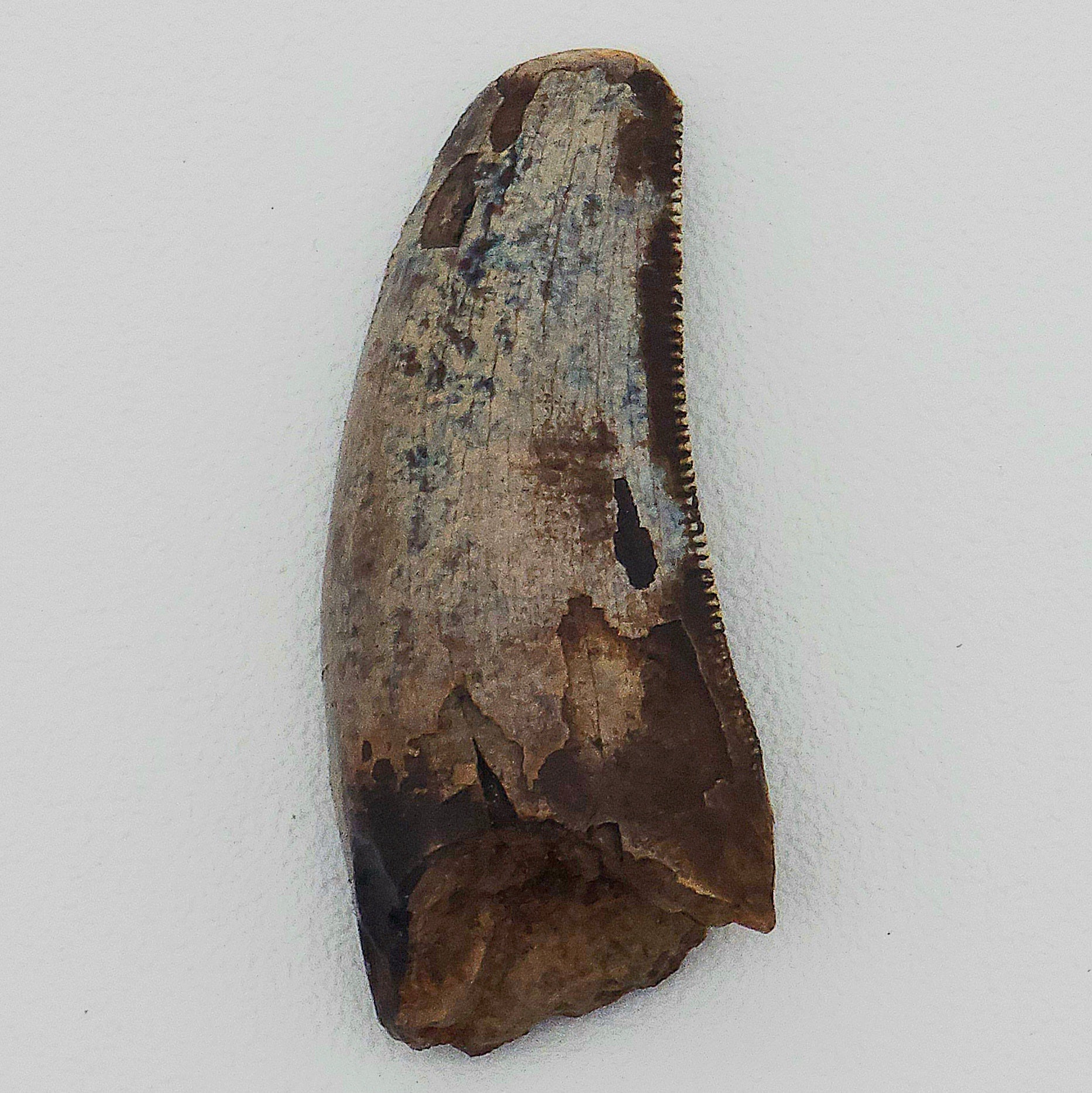 Tyrannosaurus Rex tooth - Hell Creek Formation