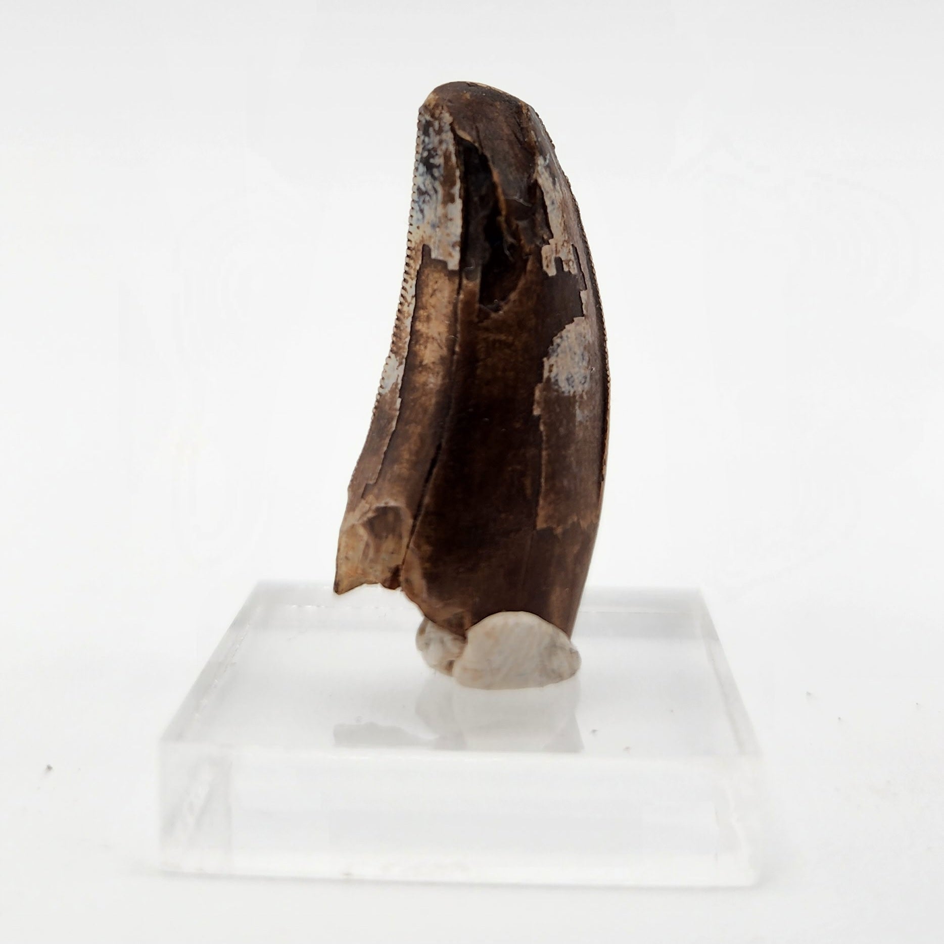 Tyrannosaurus Rex tooth - Hell Creek Formation