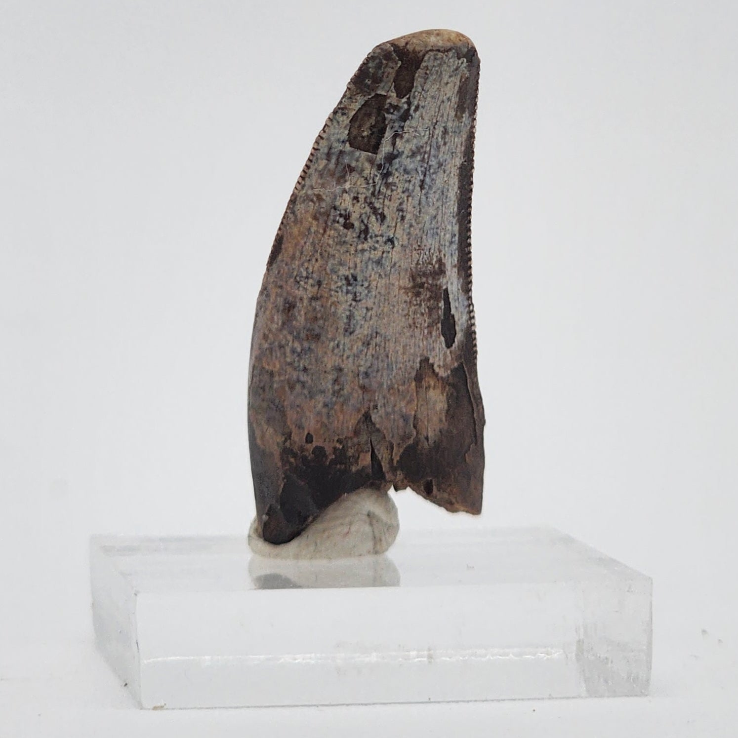Tyrannosaurus Rex tooth - Hell Creek Formation