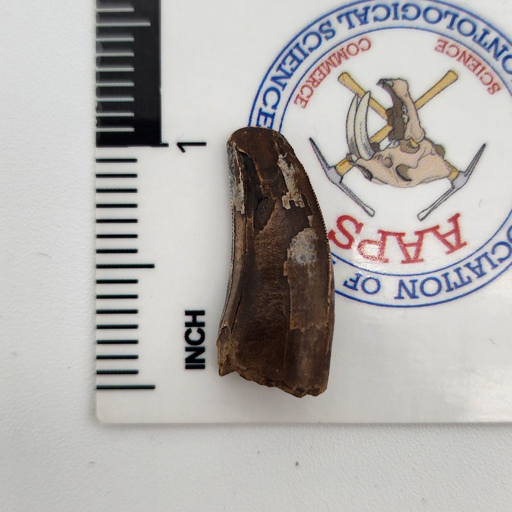 Tyrannosaurus Rex tooth - Hell Creek Formation