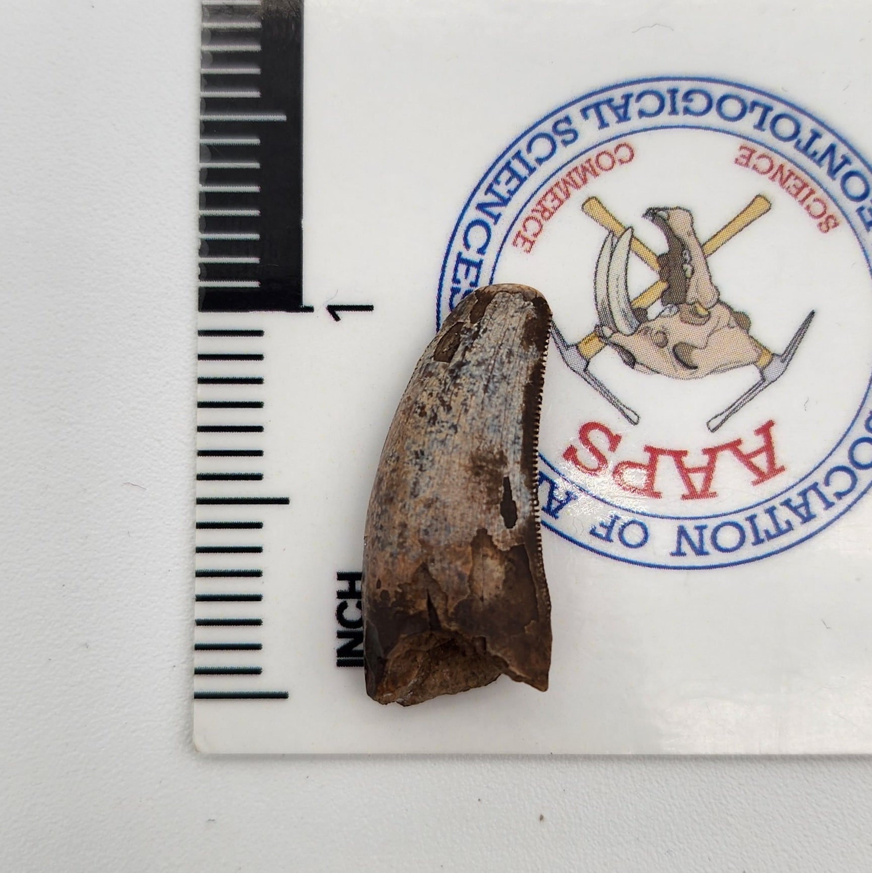 Tyrannosaurus Rex tooth - Hell Creek Formation