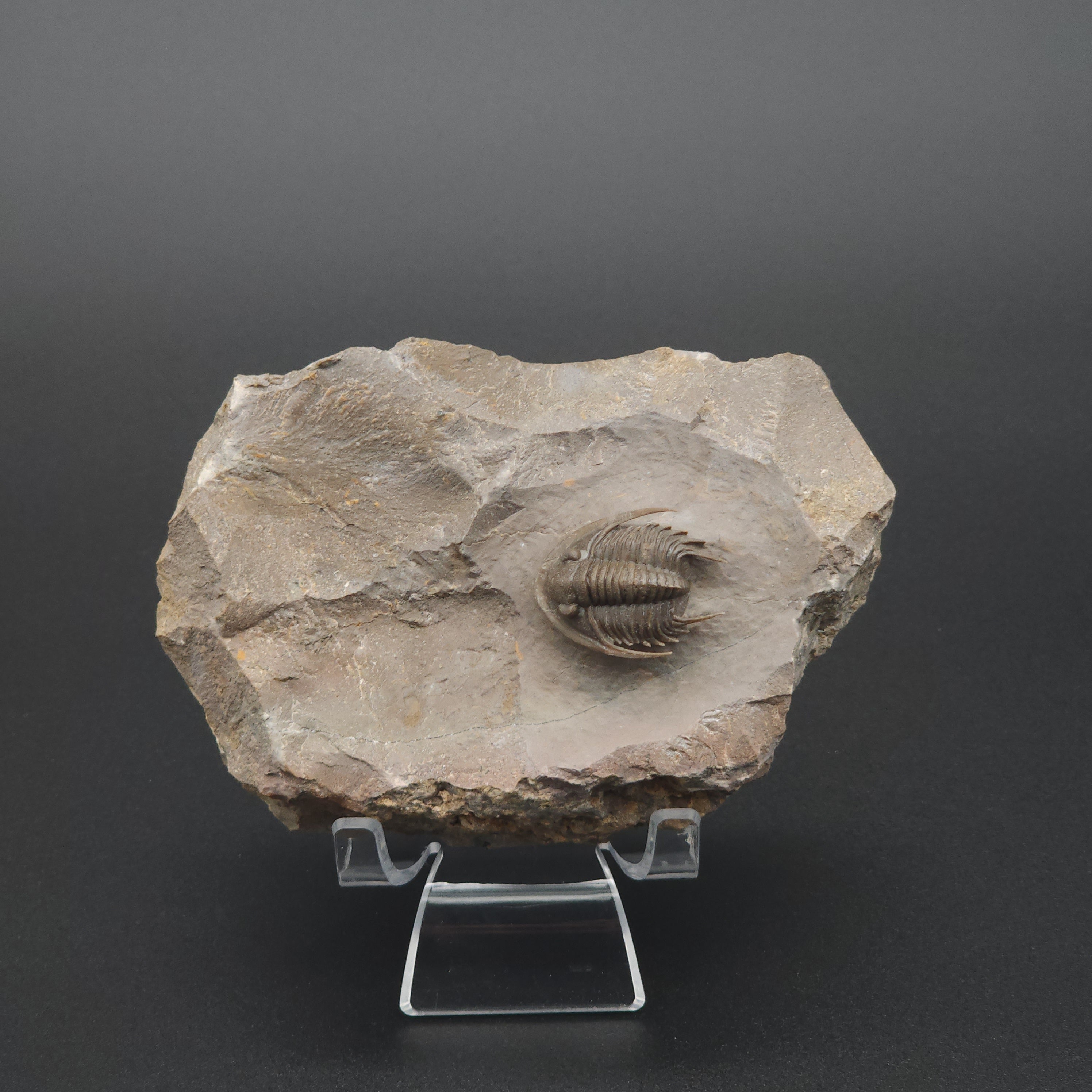 Rare Proetid (Xiphogonium) Trilobite - Tafraoute, Morocco