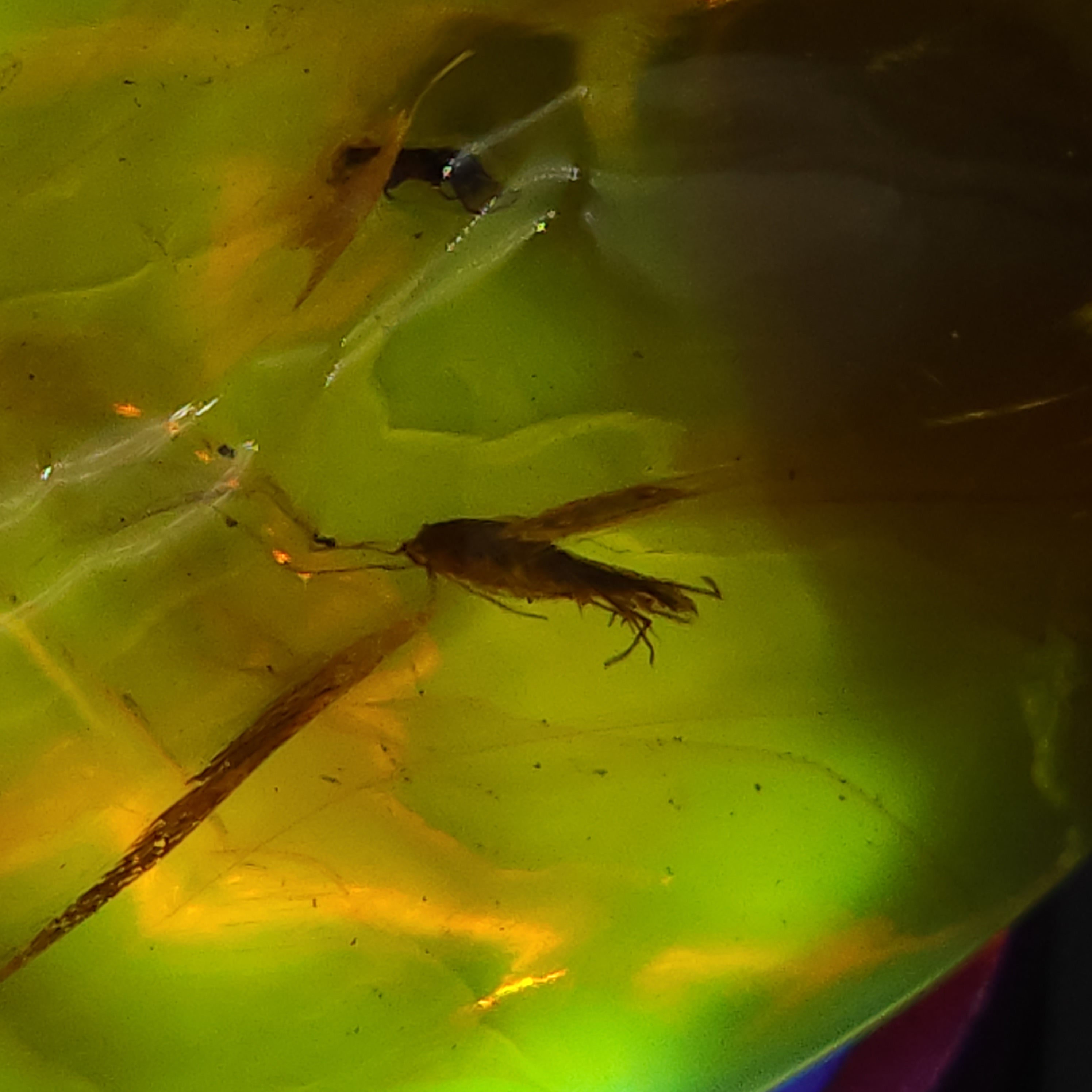 Dominican Amber with Inclusions - Moth and 2 Beetles