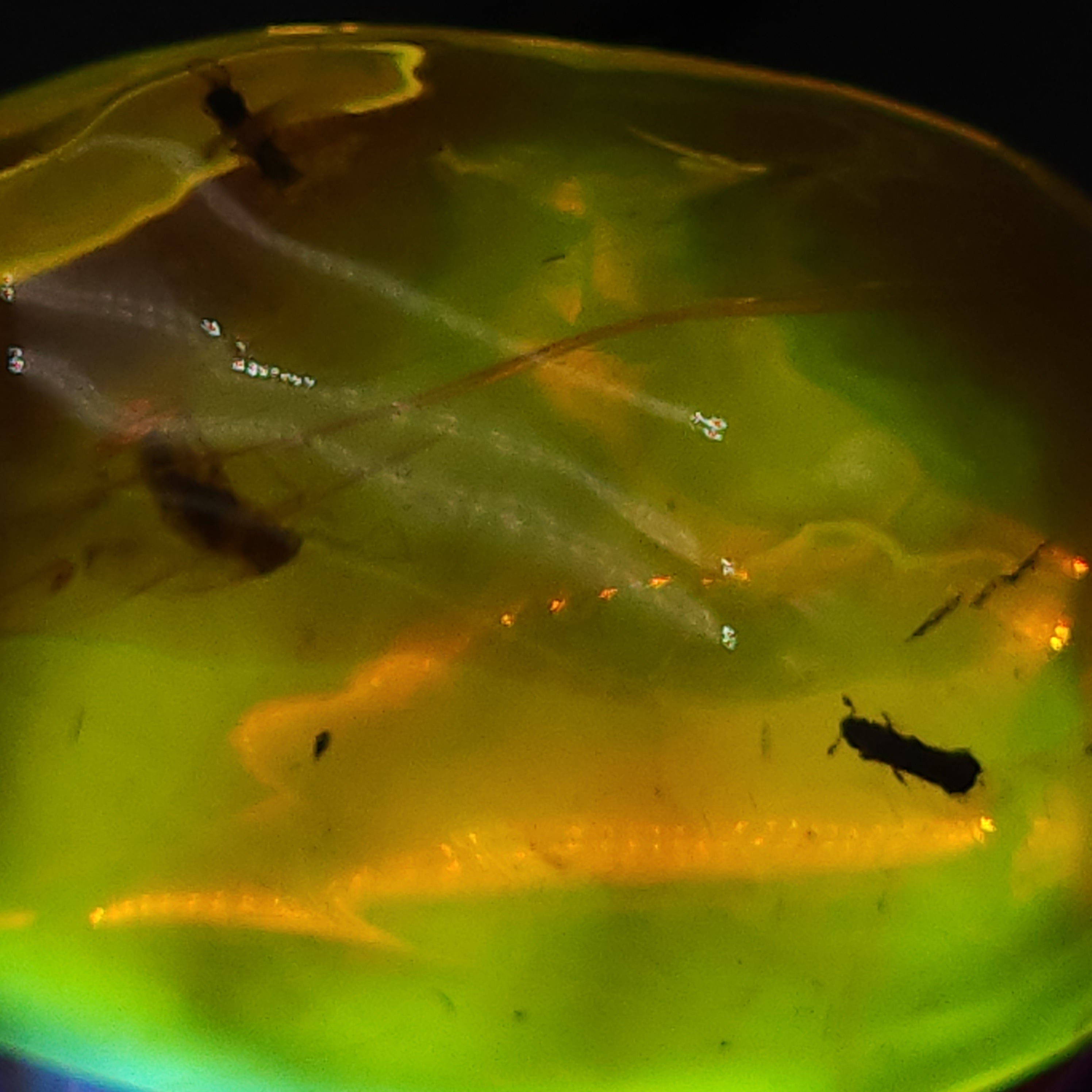 Dominican Amber with Inclusions - Moth and 2 Beetles