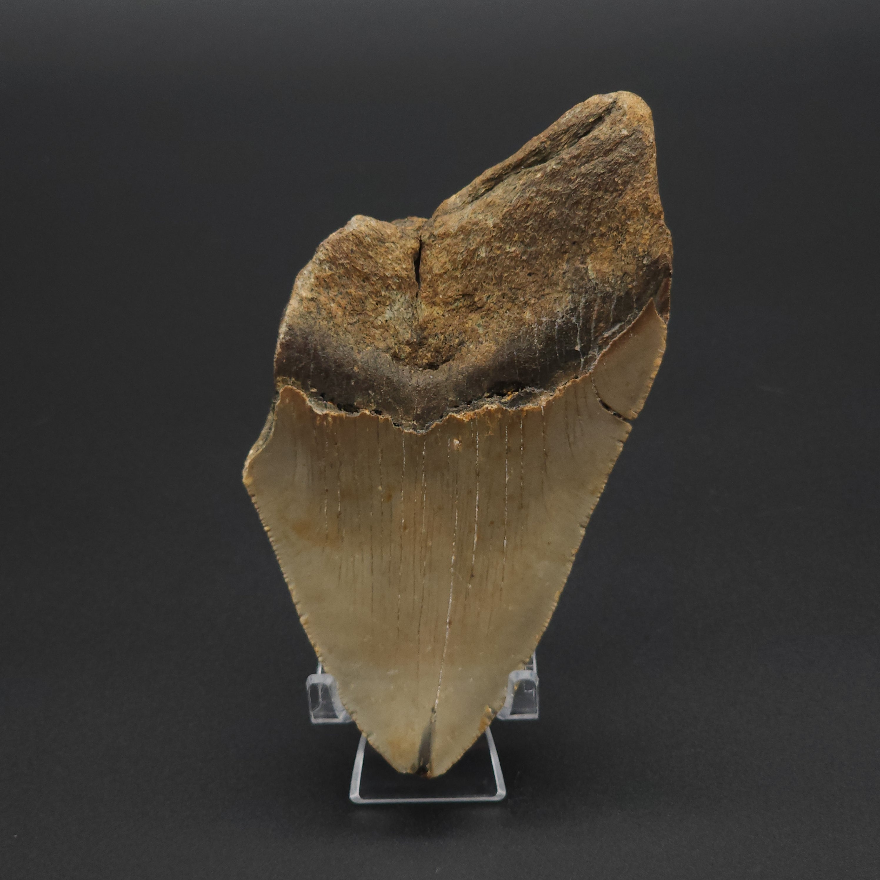 Megalodon Tooth - 5 1/4
