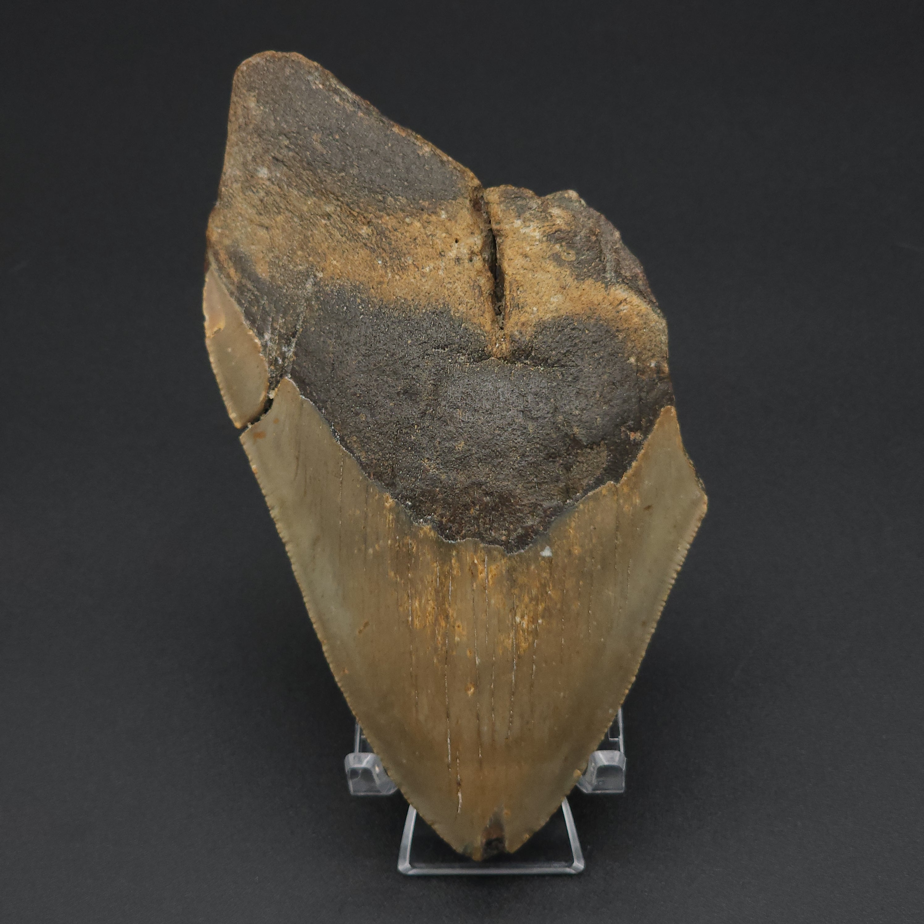 Megalodon Tooth - 5 1/4