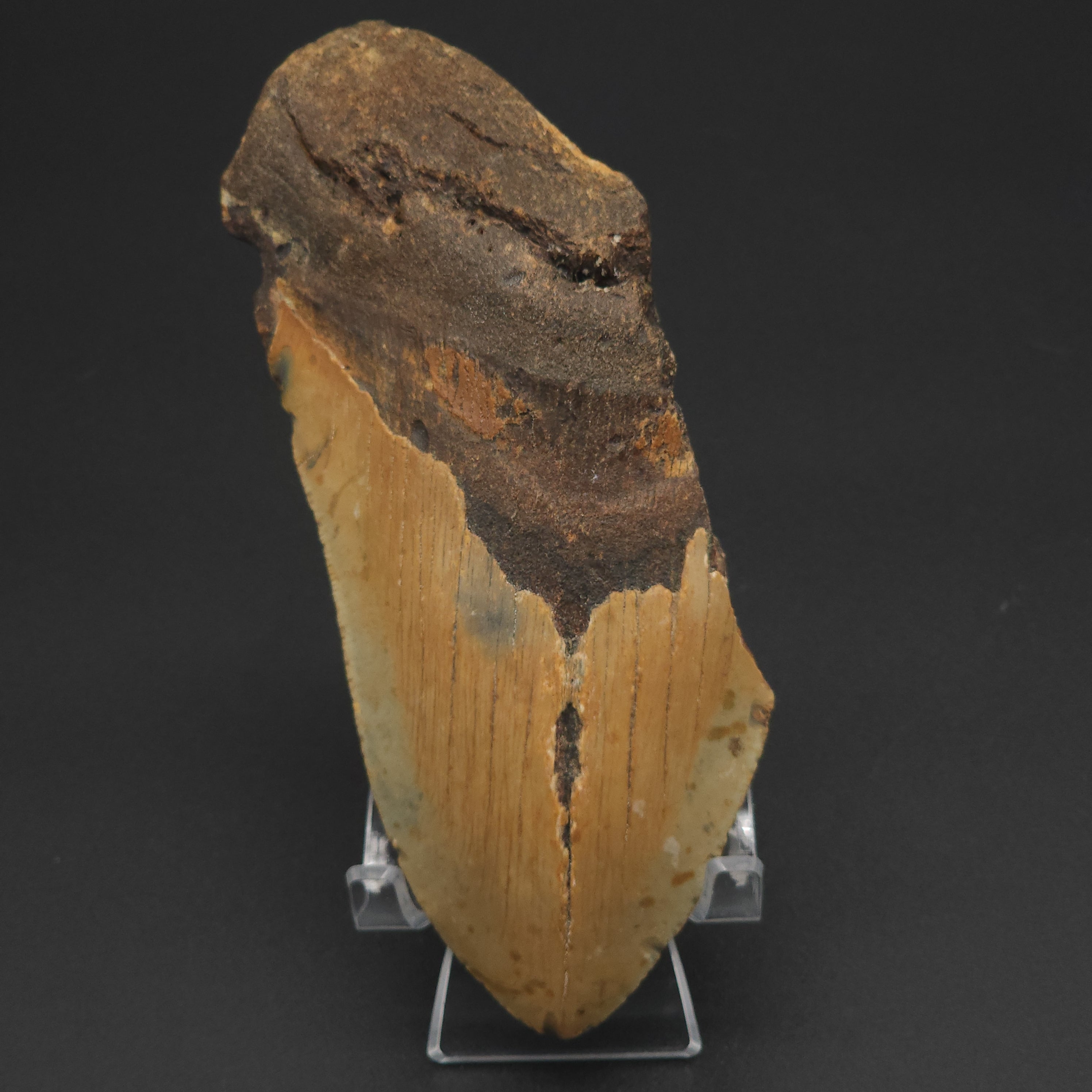 Megalodon Tooth - 6 1/4
