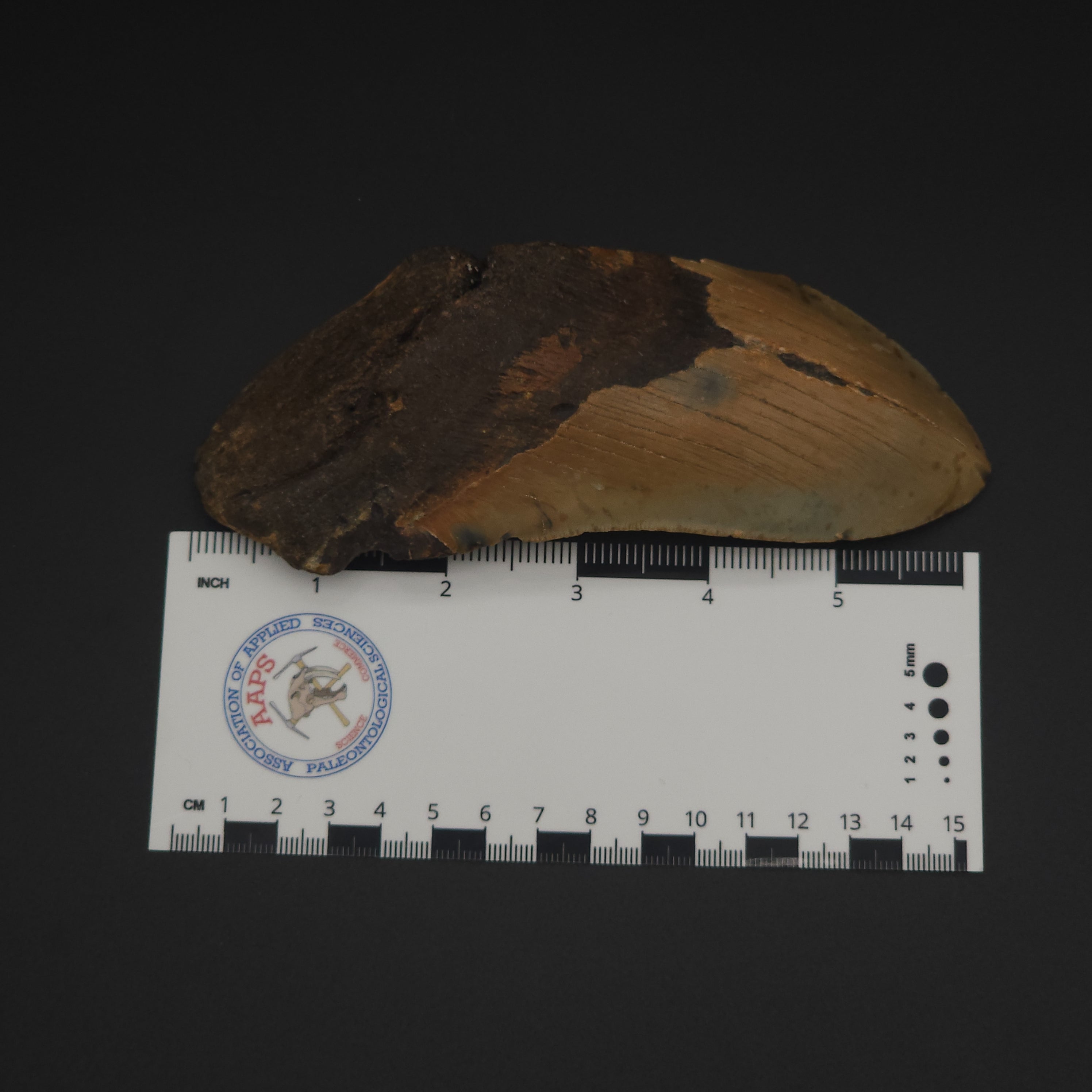 Megalodon Tooth - 6 1/4