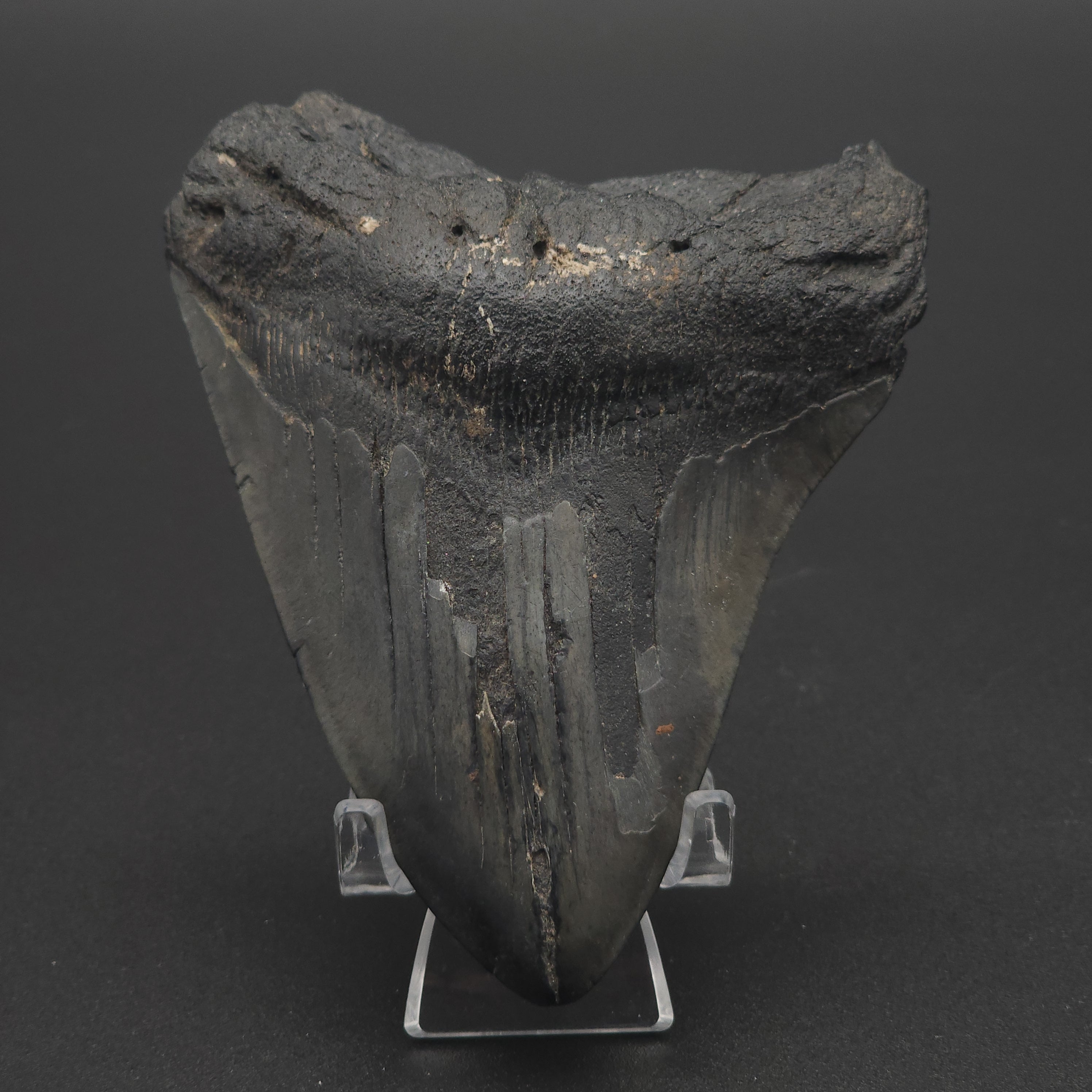 Megalodon Tooth - 4 7/8