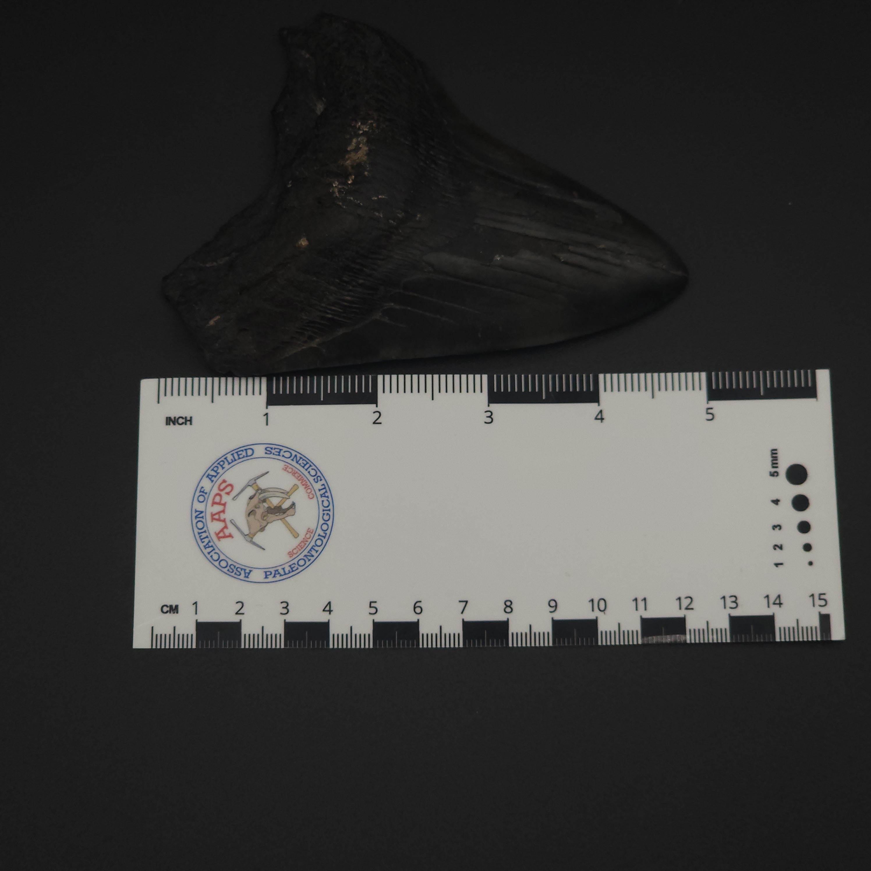 Megalodon Tooth - 4 7/8