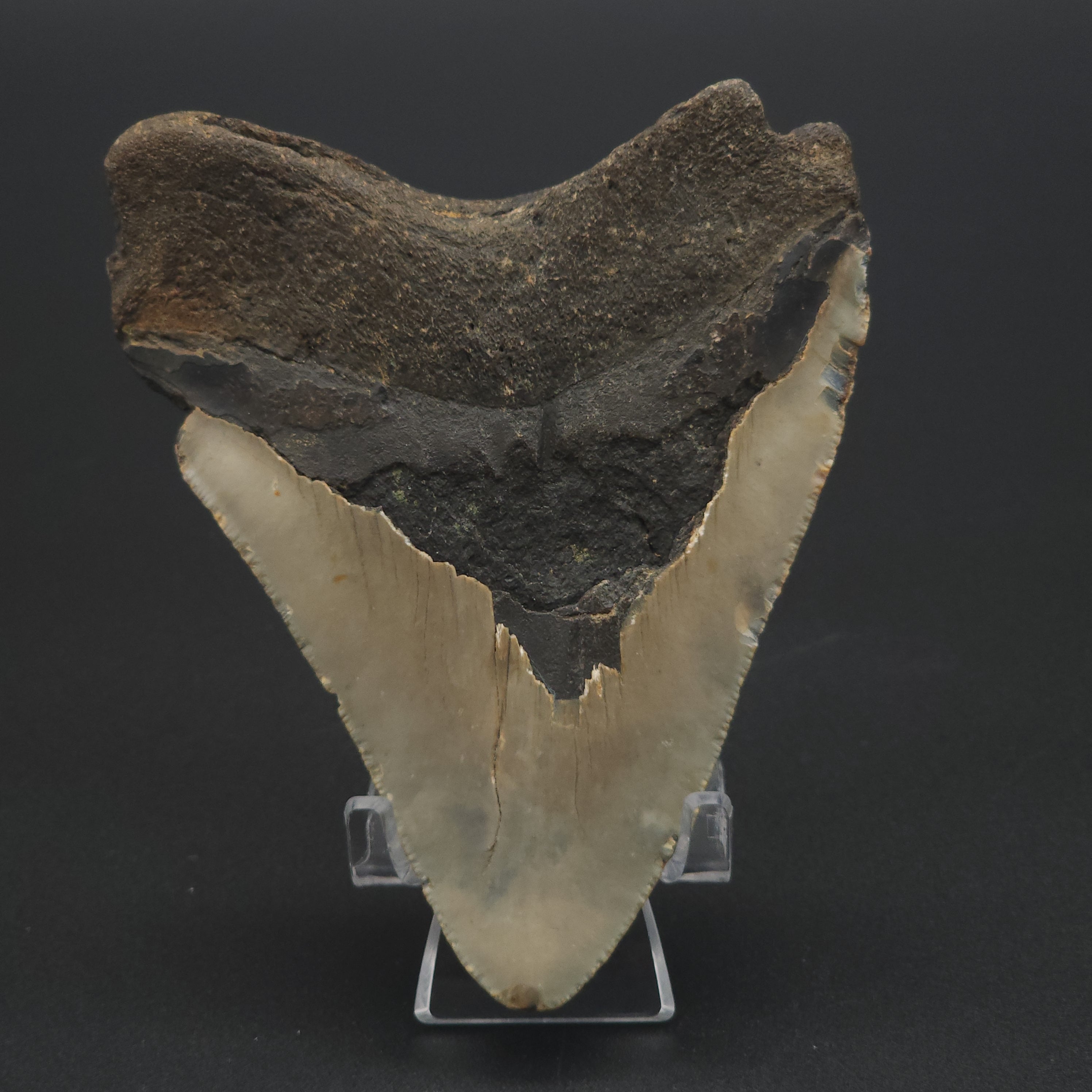 Megalodon Tooth - 4.5