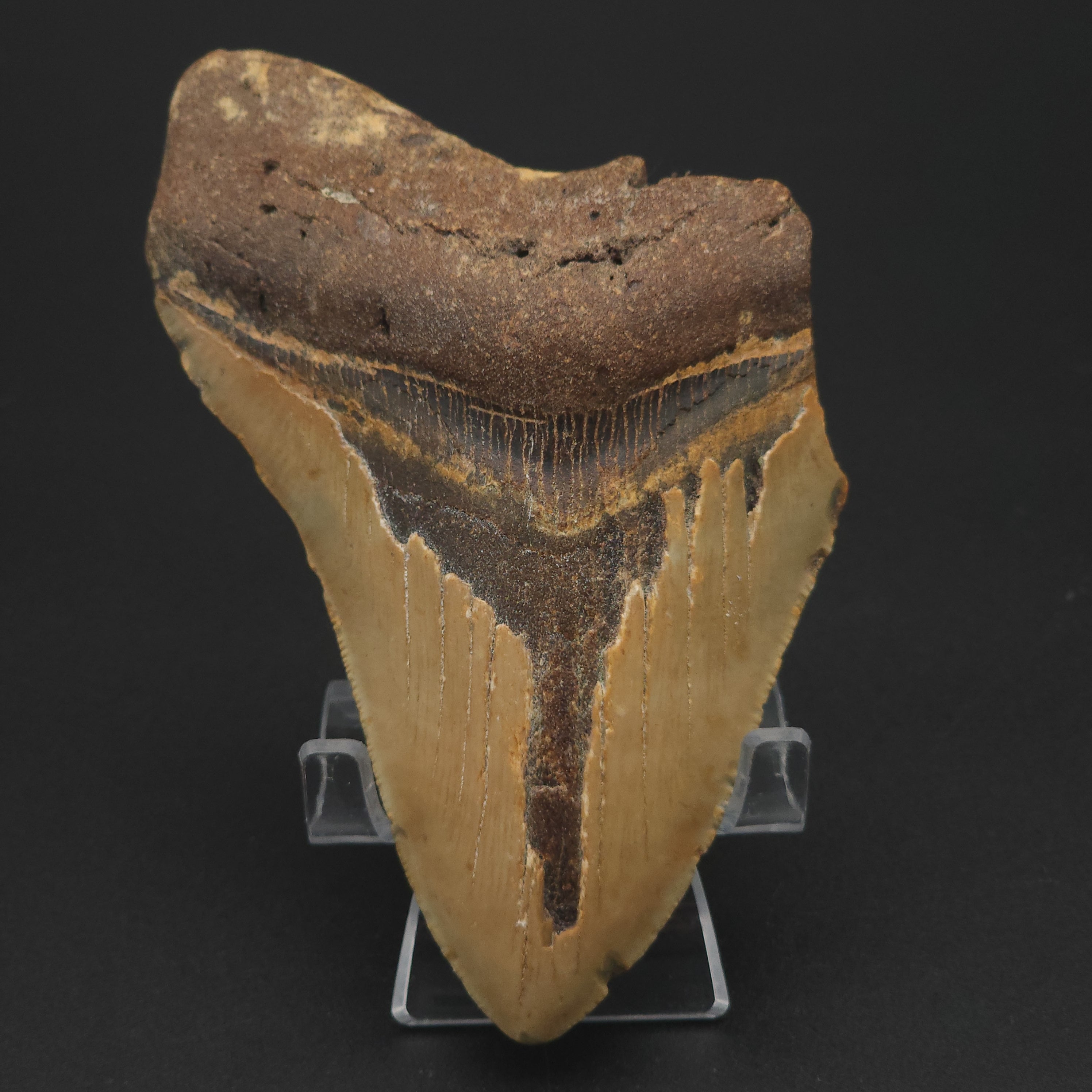 Megalodon Tooth - 5 3/8