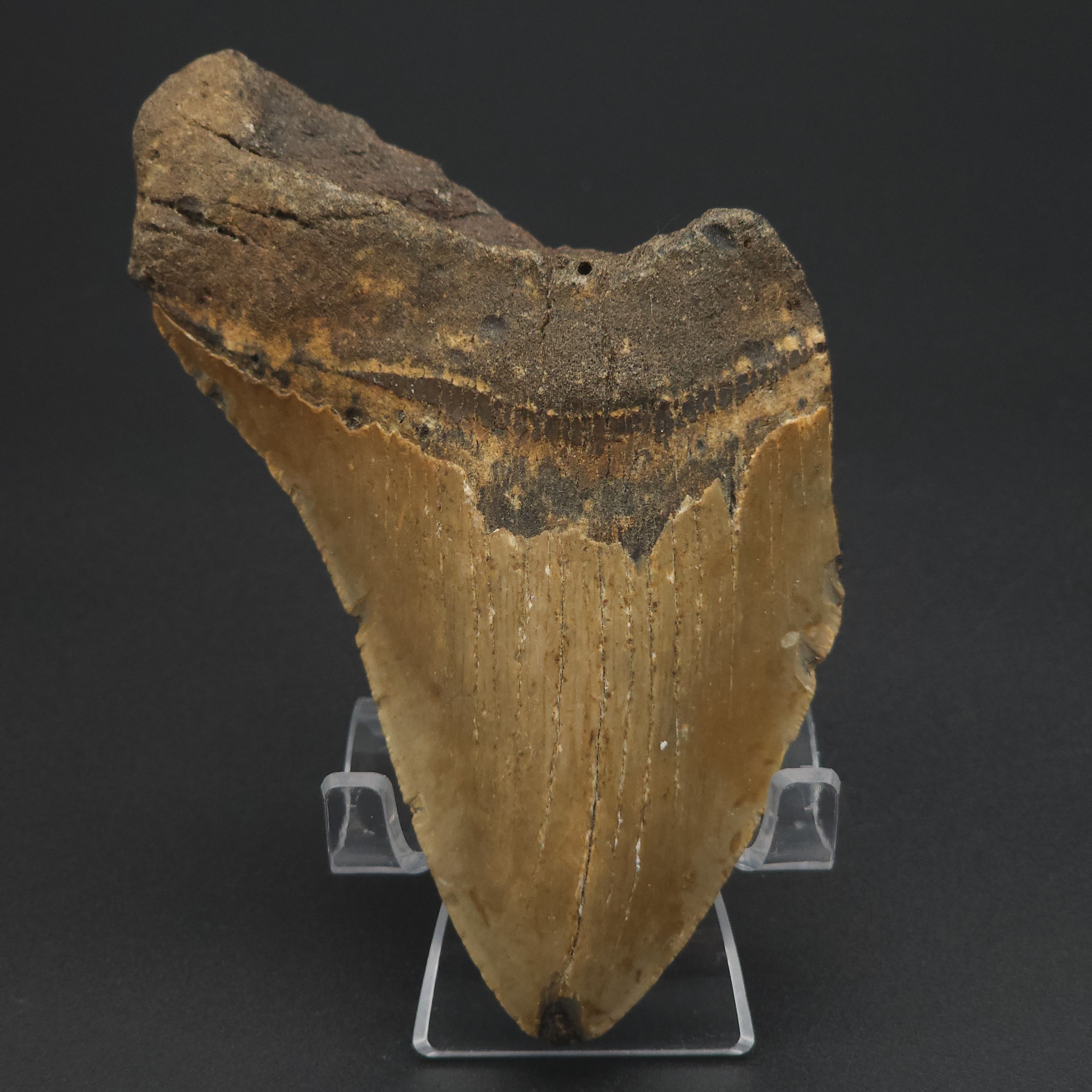 Megalodon Tooth - 5 1/8