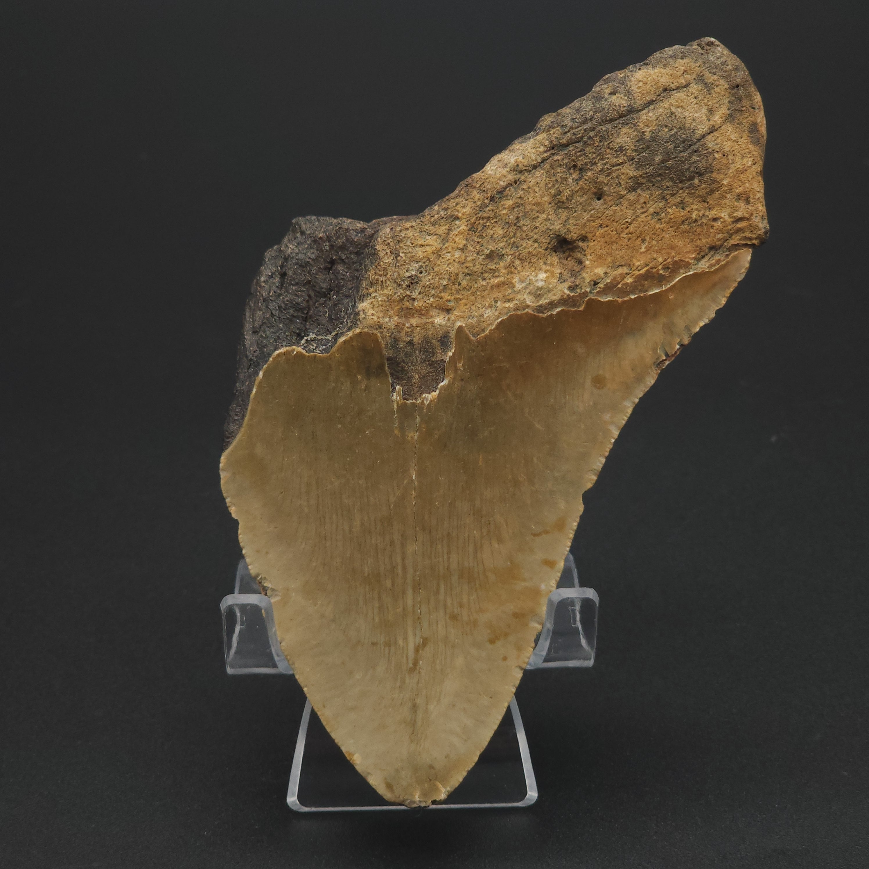 Megalodon Tooth - 5 1/8