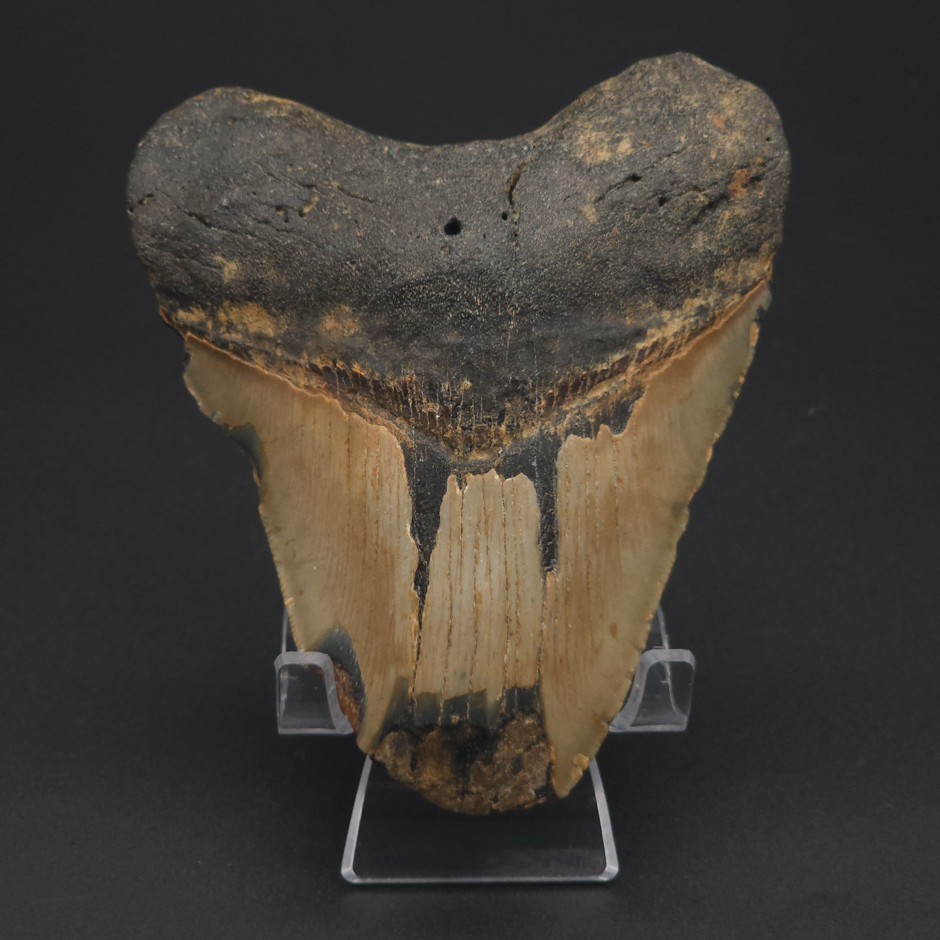 Megalodon Tooth - 4 6/8
