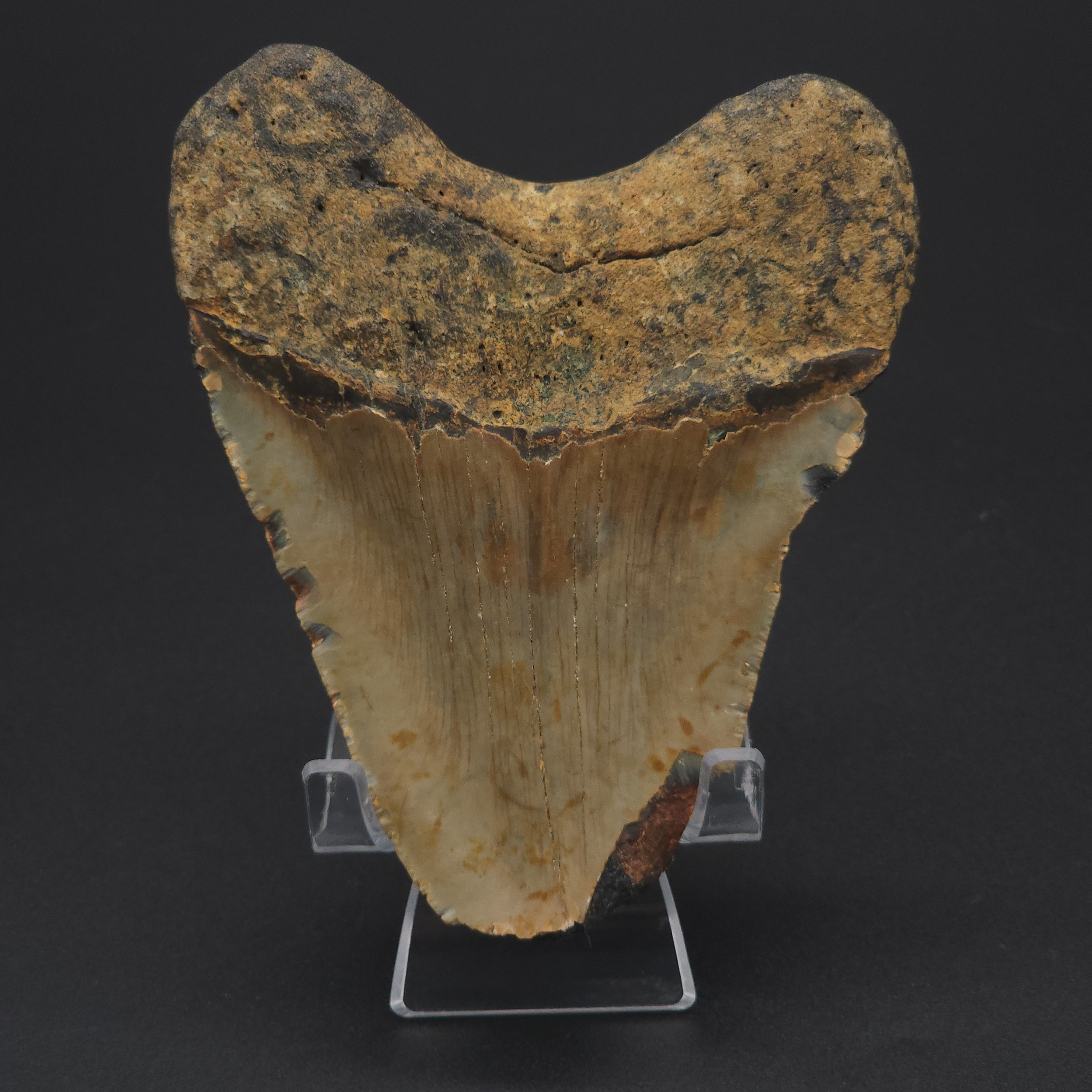 Megalodon Tooth - 4 6/8