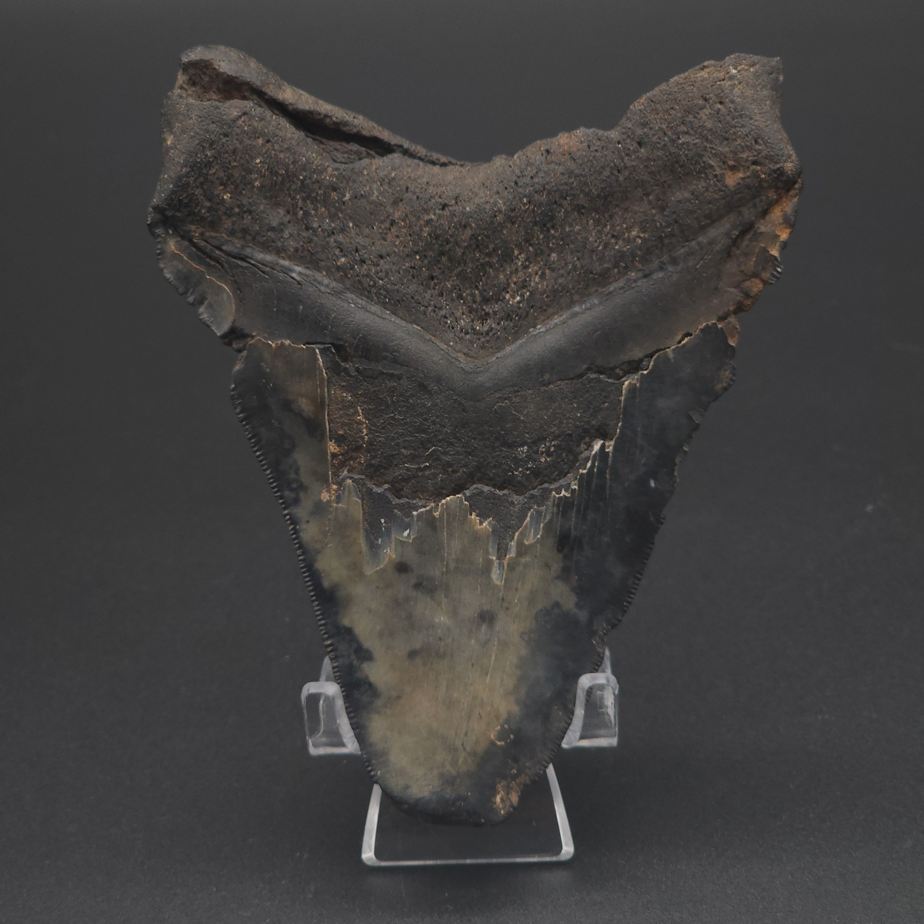 Megalodon Tooth - 4 5/8
