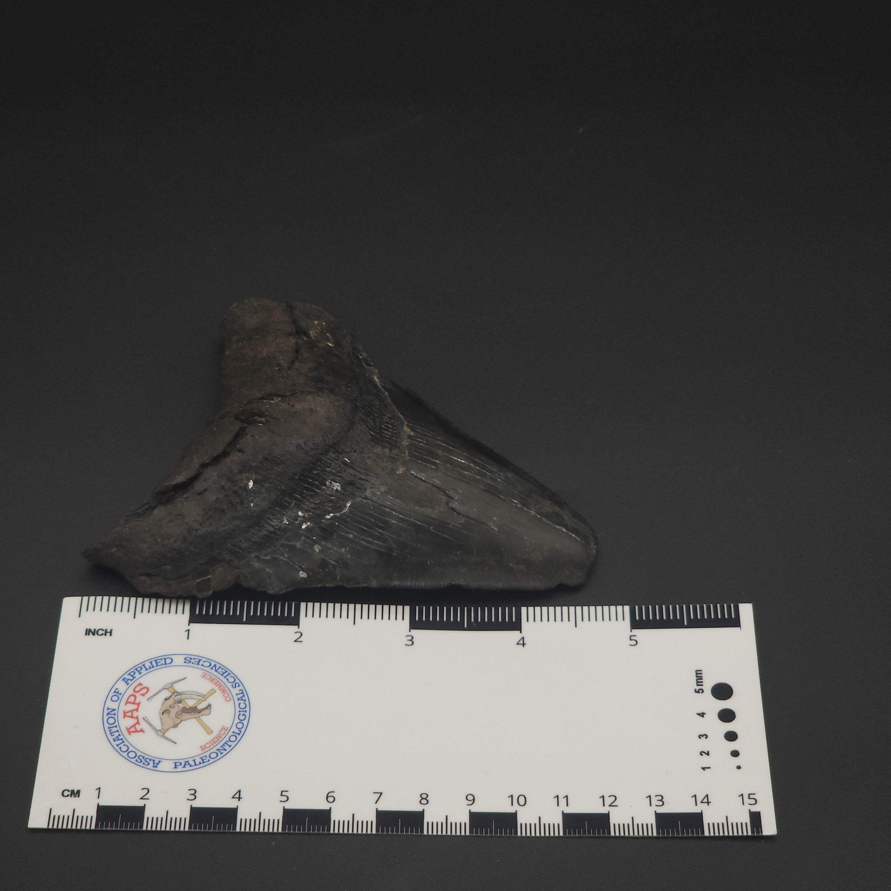 Megalodon Tooth - 4 5/8