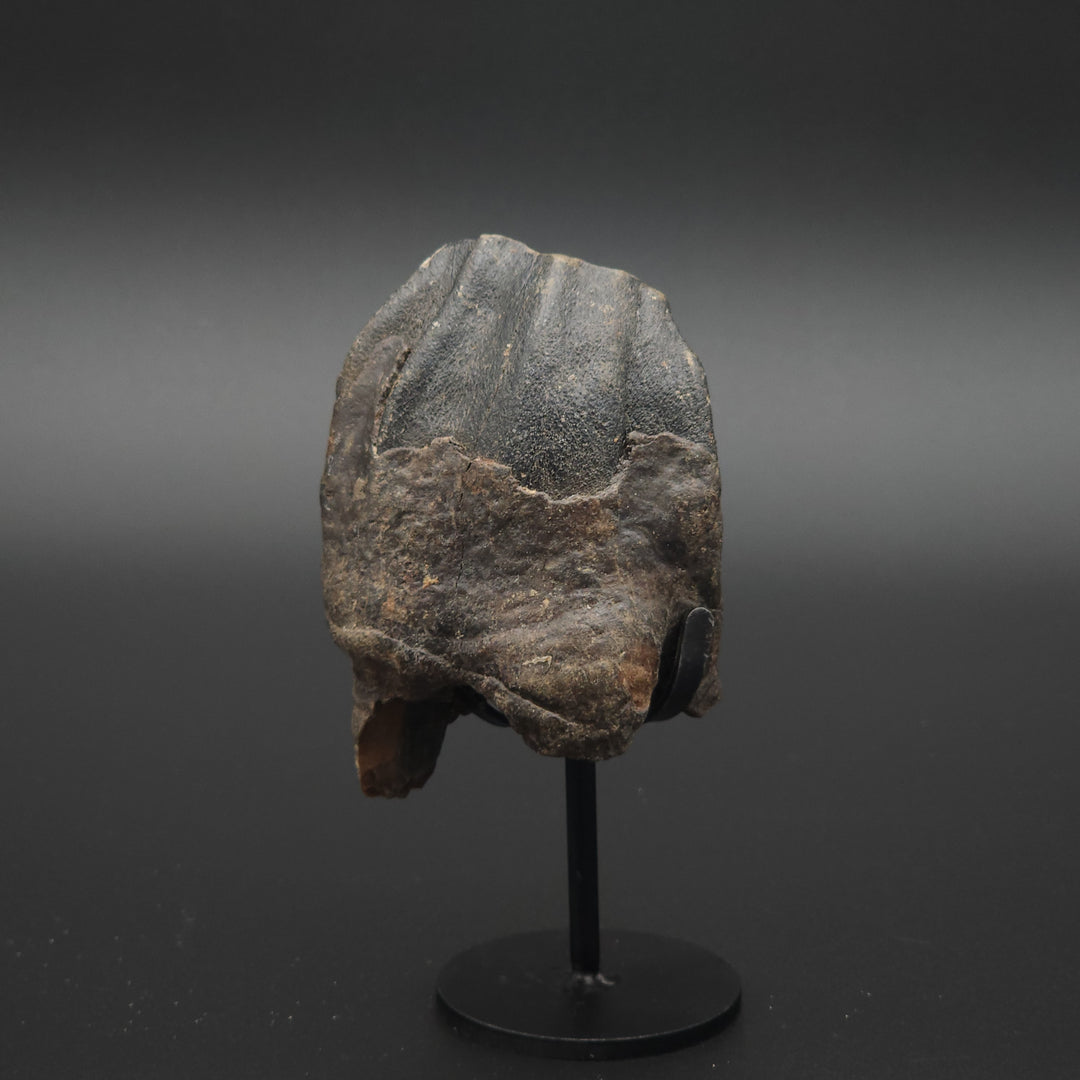 Coelodonta antiquitatis Woolly Rhinoceros Tooth - Siberia