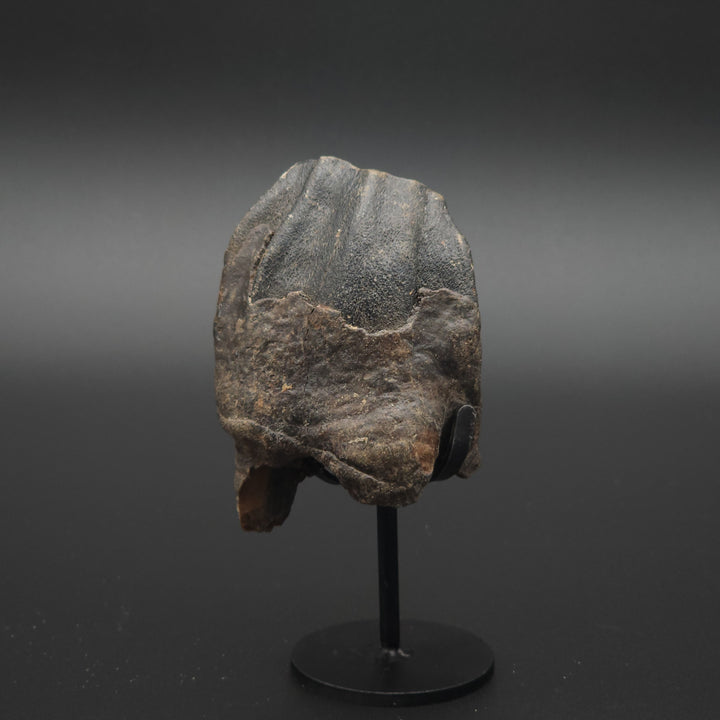 Coelodonta antiquitatis Woolly Rhinoceros Tooth - Siberia
