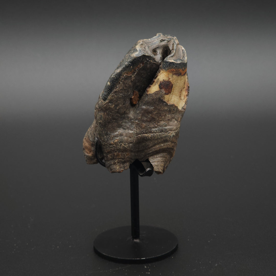 Coelodonta antiquitatis Woolly Rhinoceros Tooth - Siberia