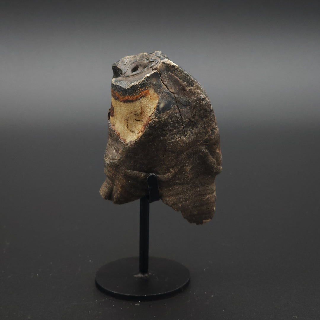 Coelodonta antiquitatis Woolly Rhinoceros Tooth - Siberia