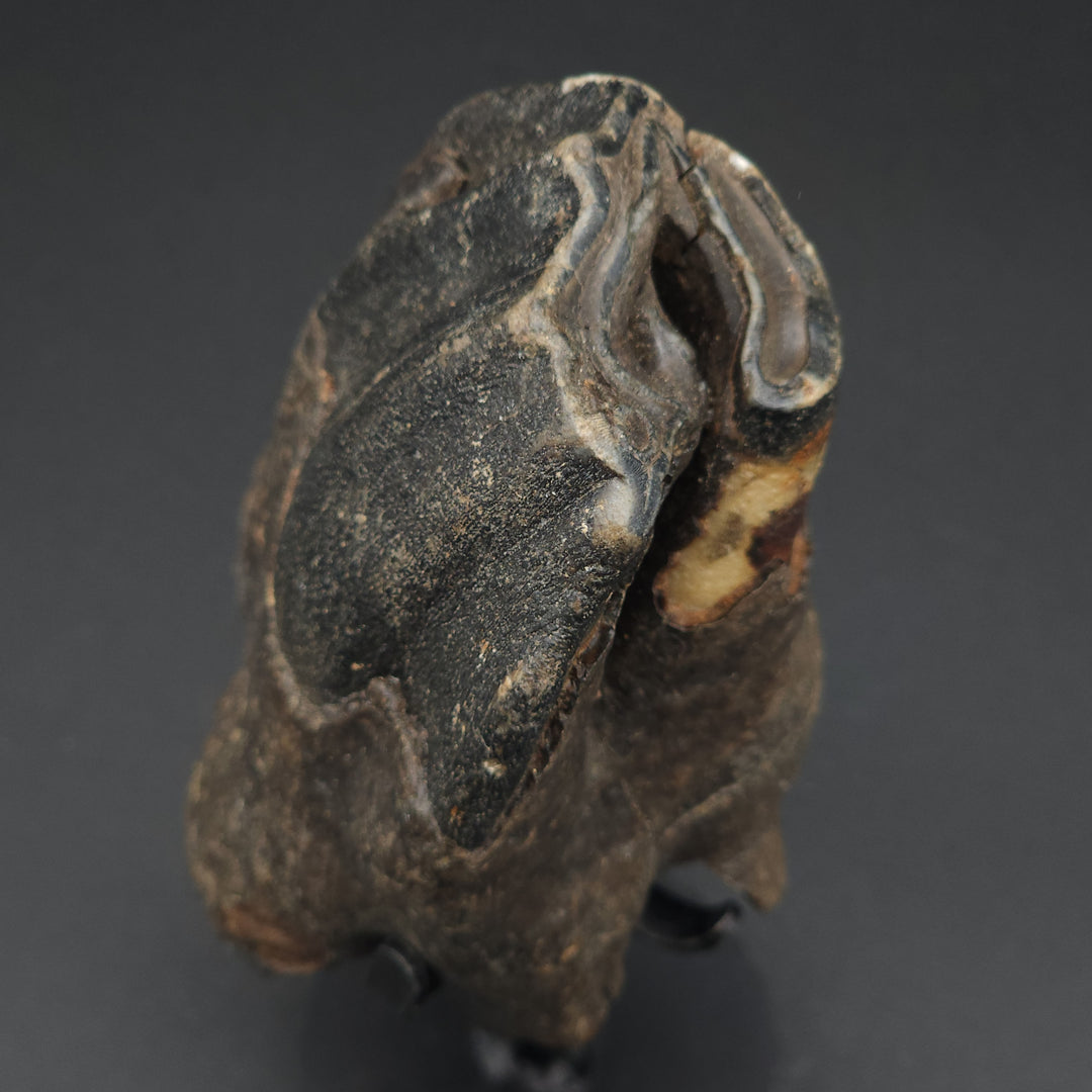 Coelodonta antiquitatis Woolly Rhinoceros Tooth - Siberia