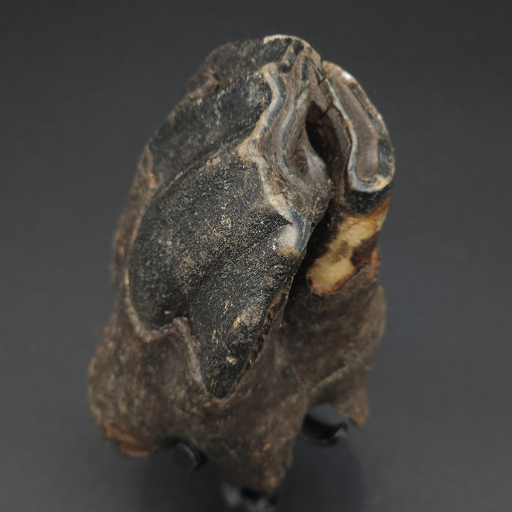 Coelodonta antiquitatis Woolly Rhinoceros Tooth - Siberia