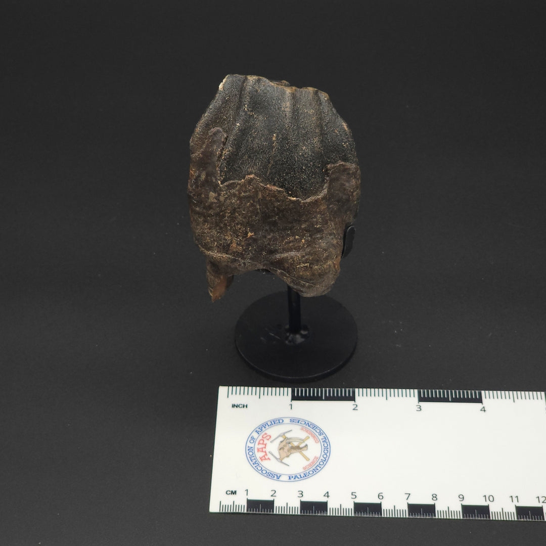Coelodonta antiquitatis Woolly Rhinoceros Tooth - Siberia