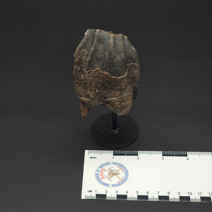 Coelodonta antiquitatis Woolly Rhinoceros Tooth - Siberia