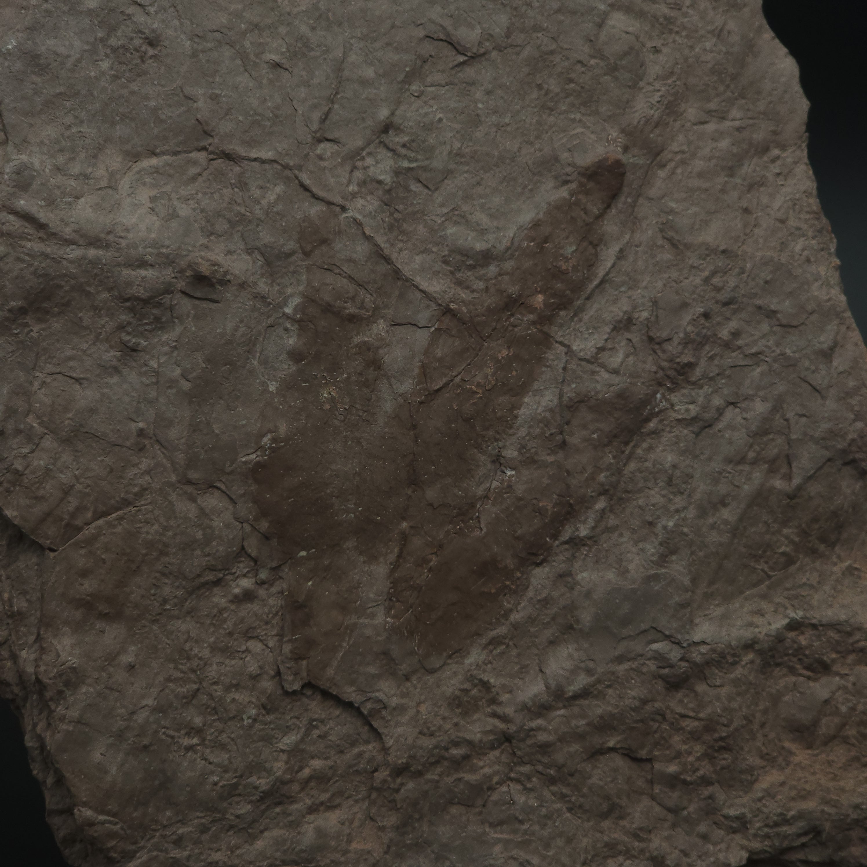 Dinosaur Fossil Footprint - Grallator | Portland Formation, Massachusetts