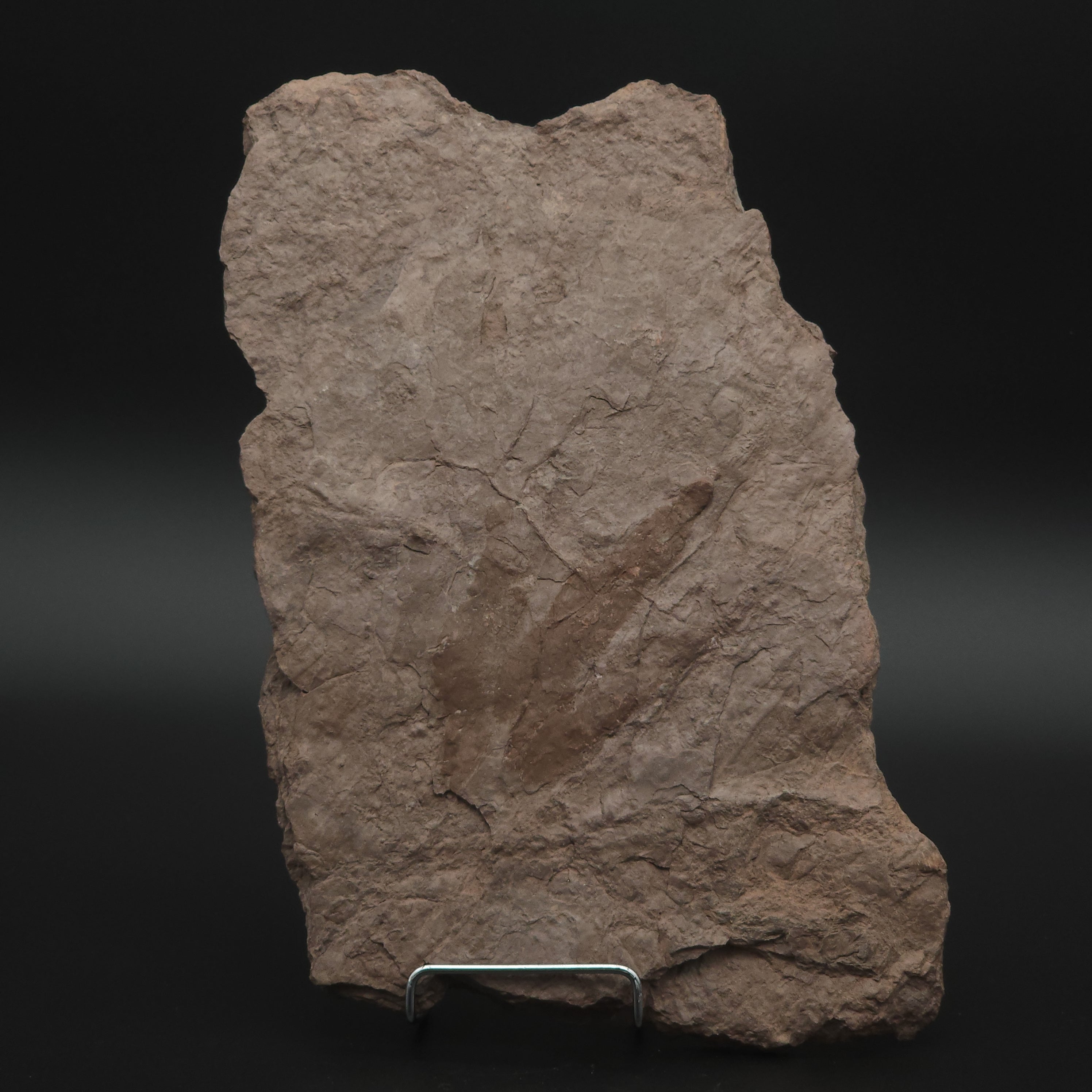 Dinosaur Fossil Footprint - Grallator | Portland Formation, Massachusetts