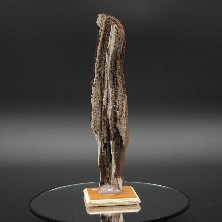 8.5" Permineralized Wood Covered In Sparkling Quartz -, Germany