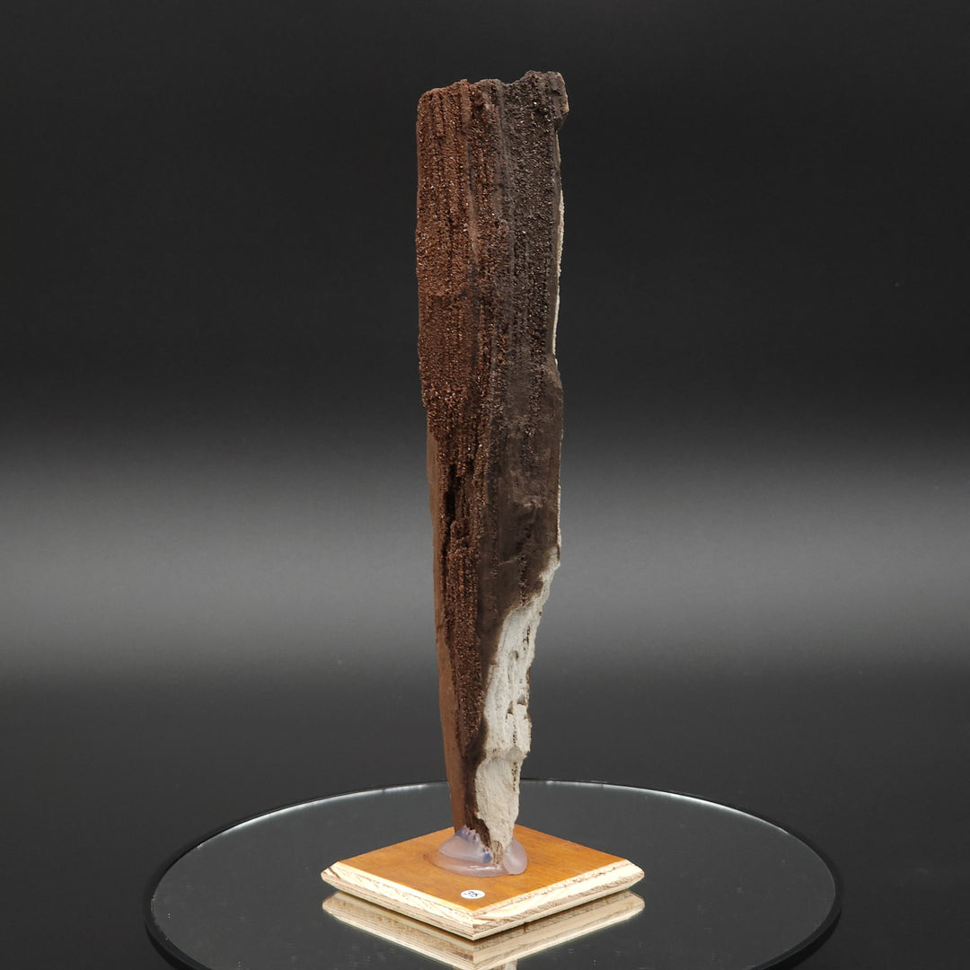 8.5" Permineralized Wood Covered In Sparkling Quartz -, Germany