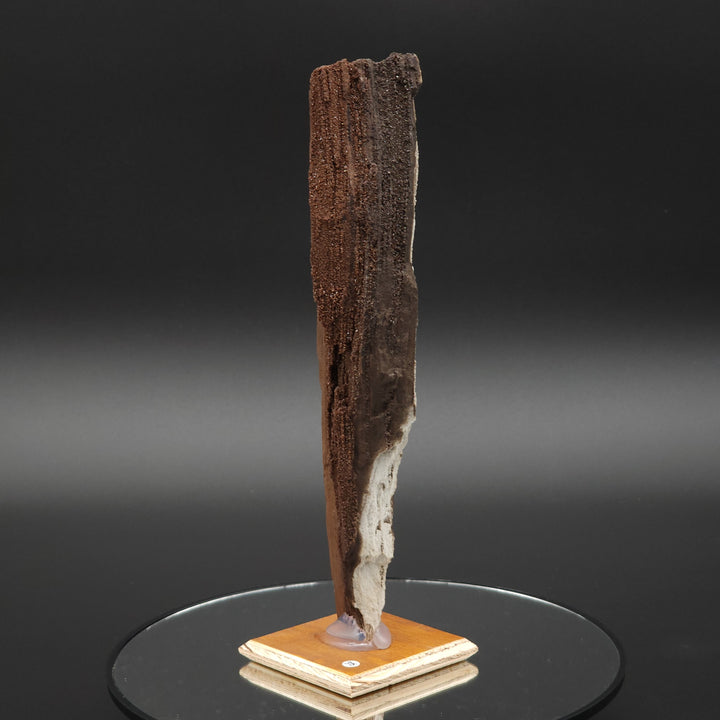 8.5" Permineralized Wood Covered In Sparkling Quartz -, Germany