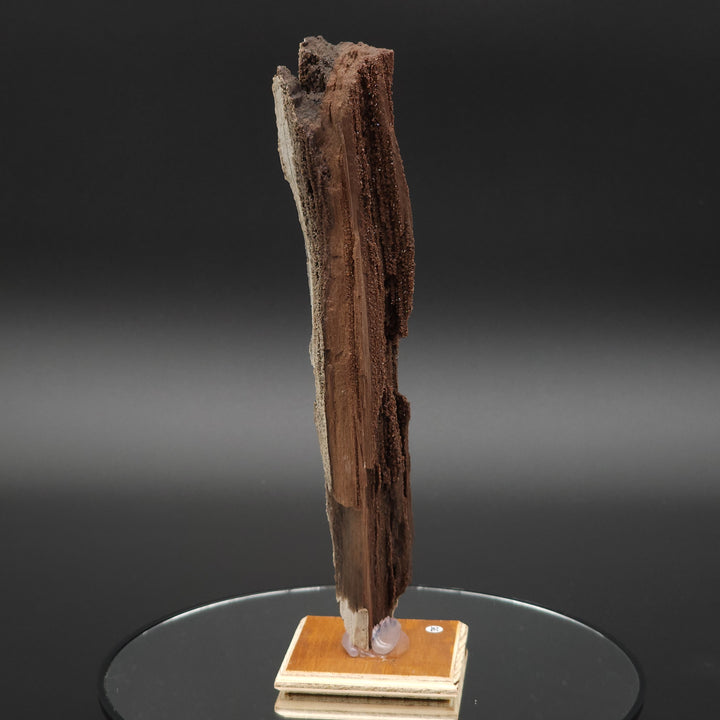 8.5" Permineralized Wood Covered In Sparkling Quartz -, Germany