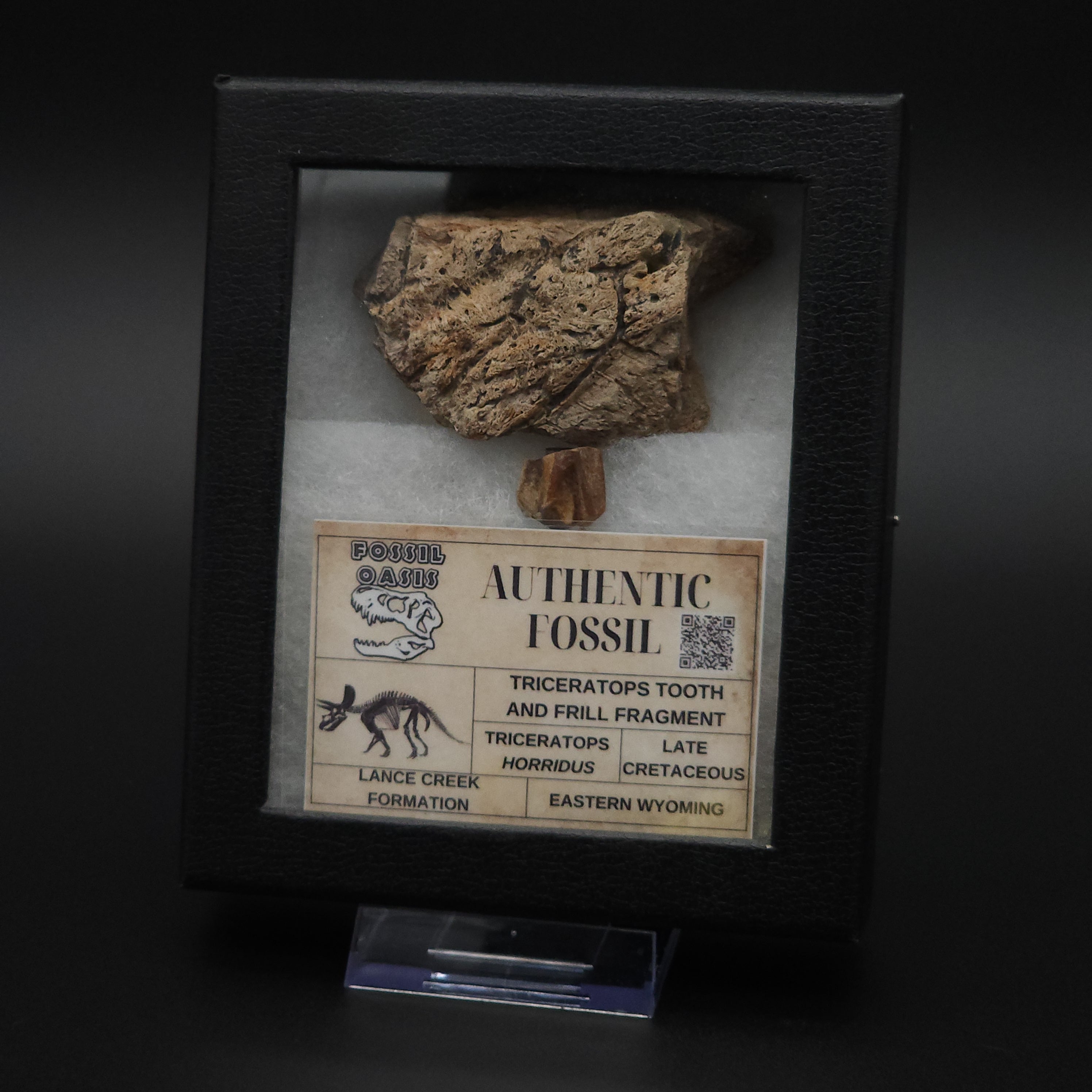 Large Triceratops Fossil Tooth & Frill Box Set