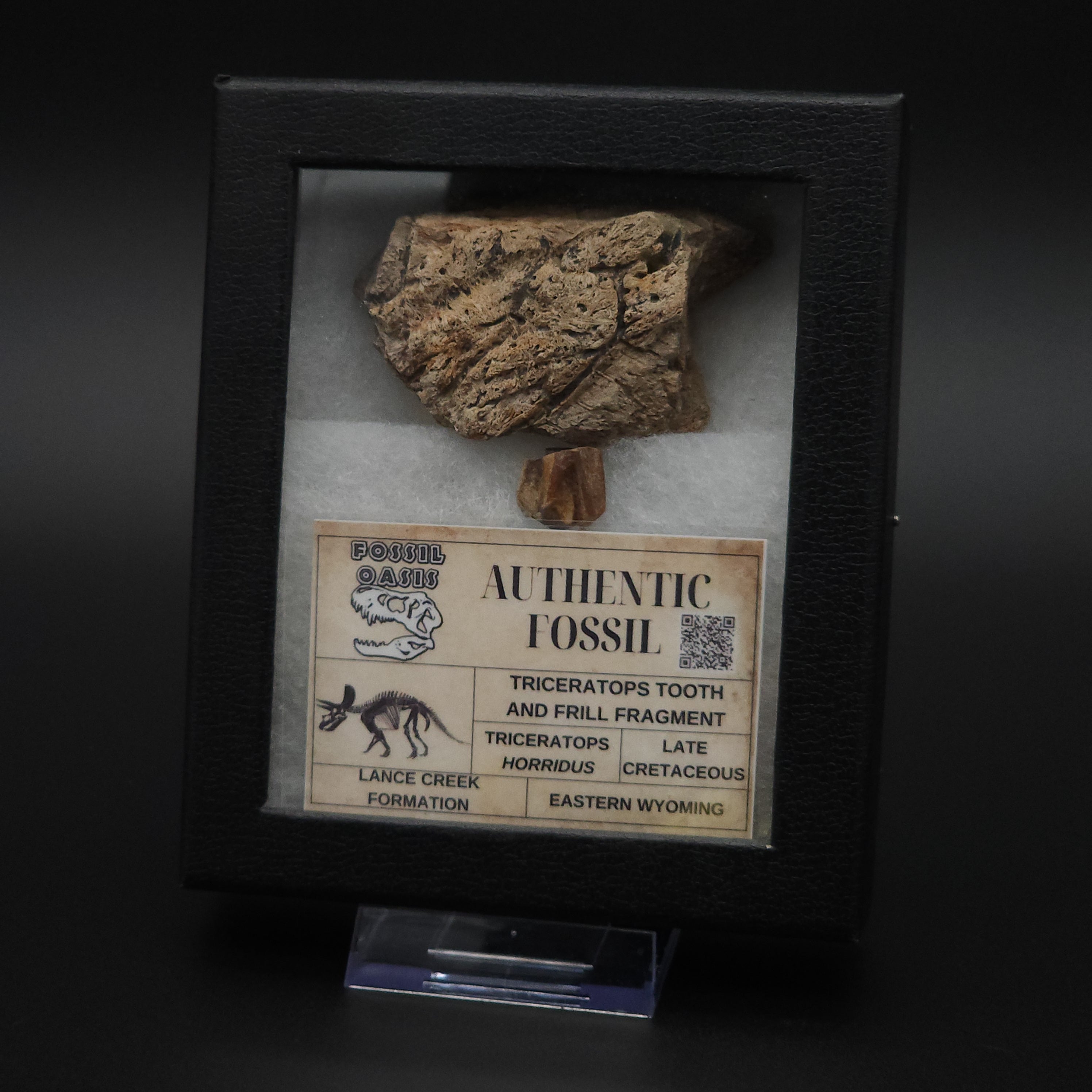 Fossil Box Set Large Triceratops Fossil Tooth & Frill Box Set – Fossil Oasis