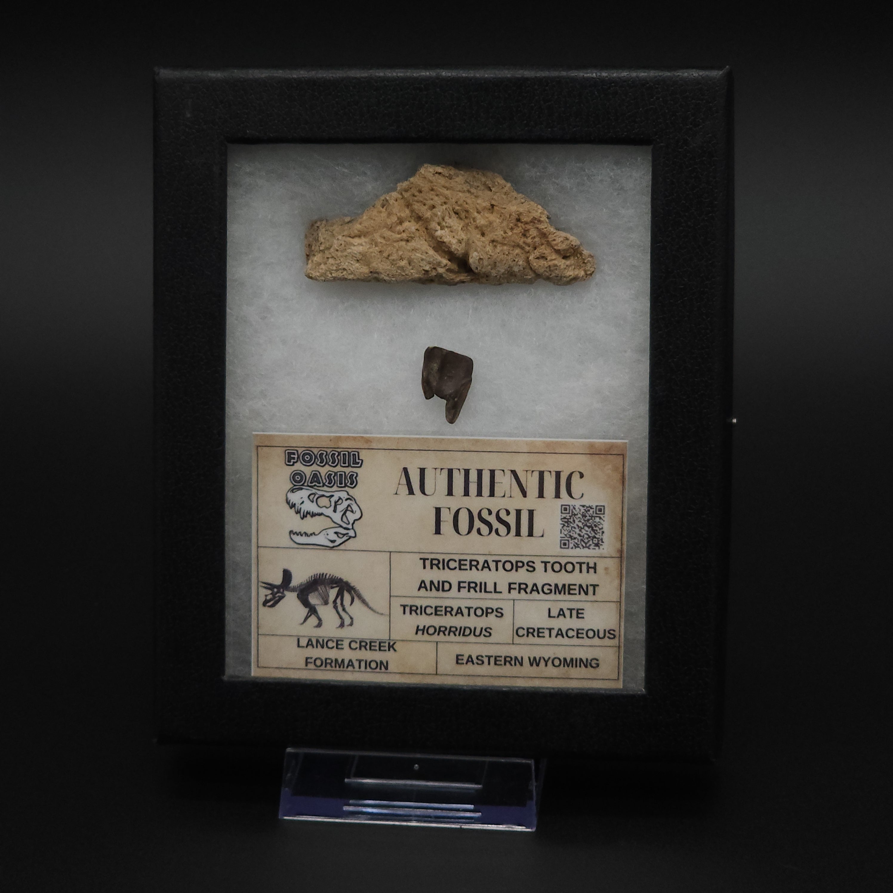 Medium Triceratops Fossil Tooth & Frill Box Set