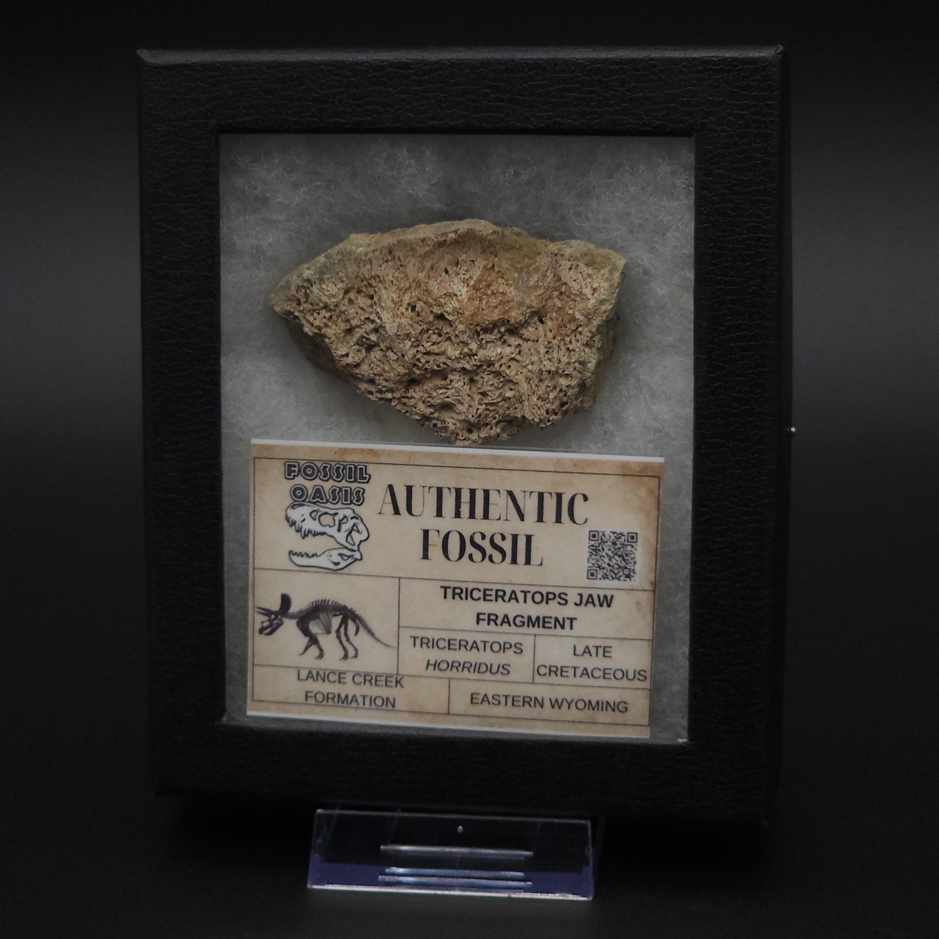 Triceratops Fossil Jaw Fragment Box Set