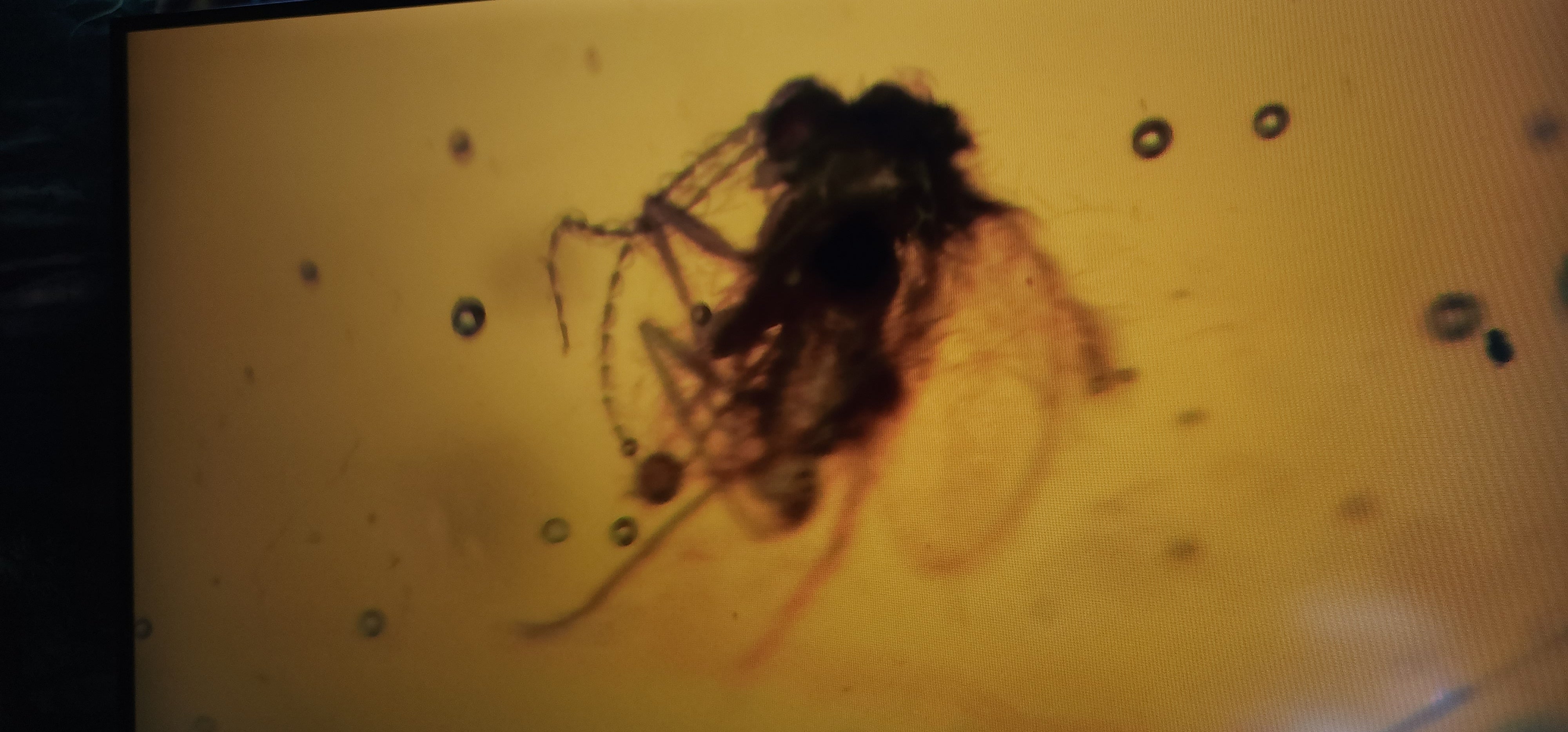 Dominican Amber Mosquito - Mycephalid swarm with bubbles