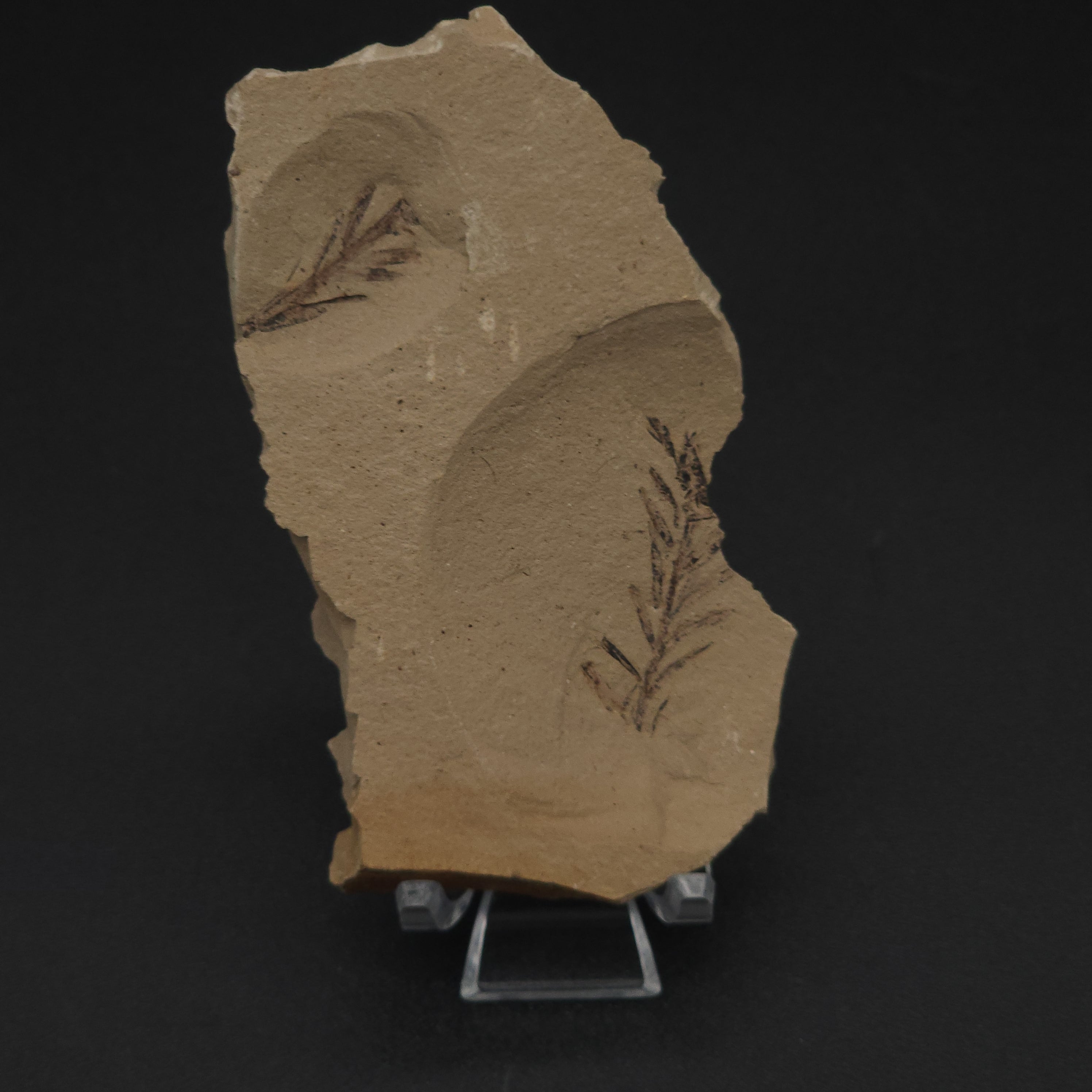 Metasequoia branchlet leaf fossil