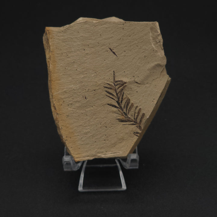 Metasequoia branchlet leaf fossil