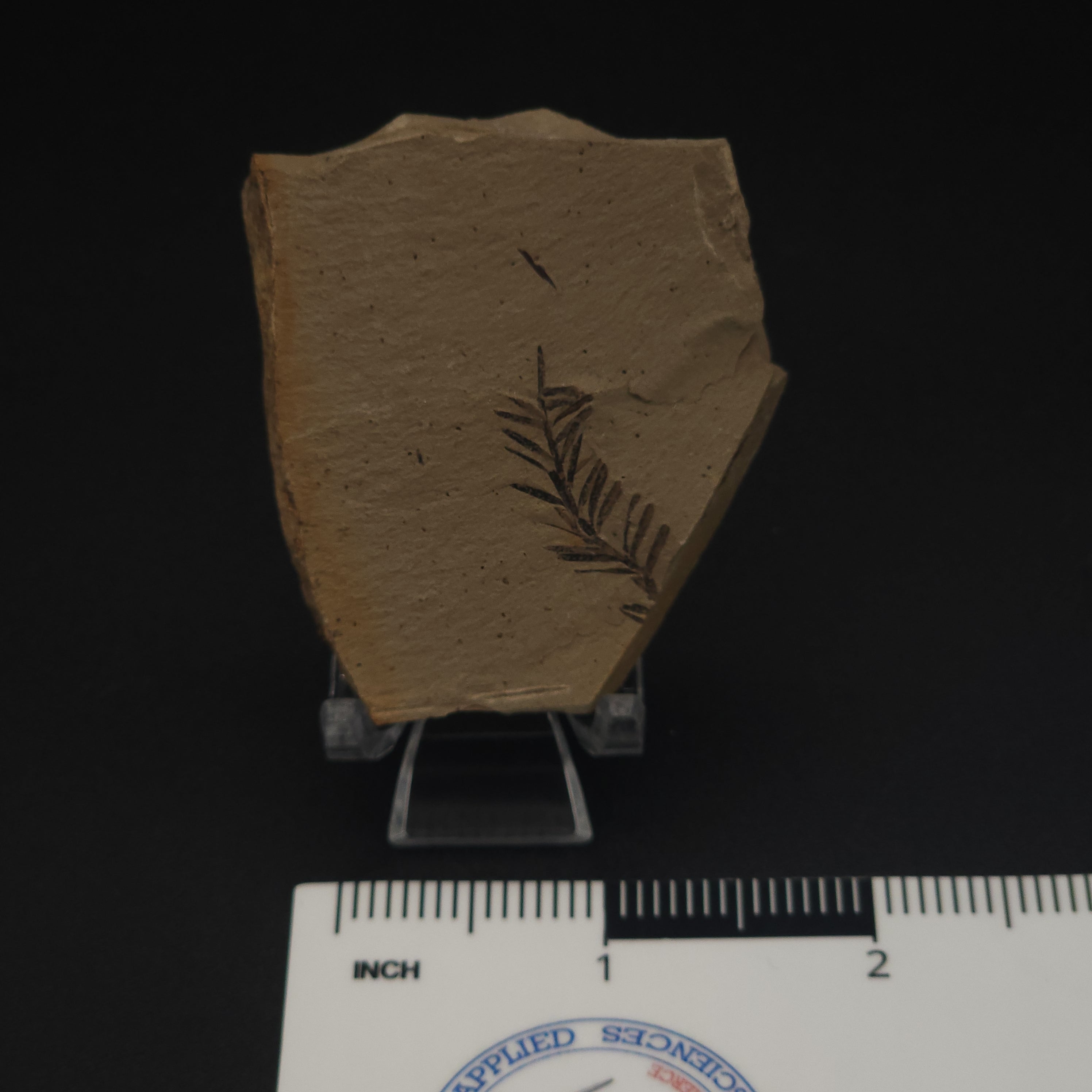 Metasequoia branchlet leaf fossil