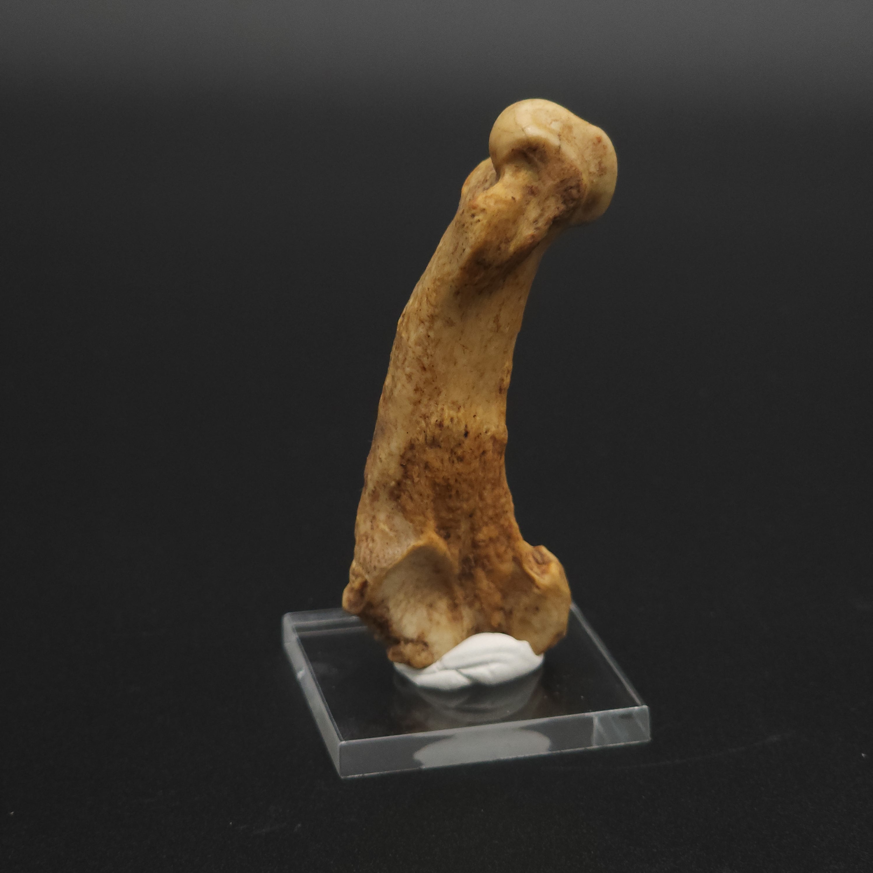 Fossil Cave Bear Metatarsal (Paw Bone)