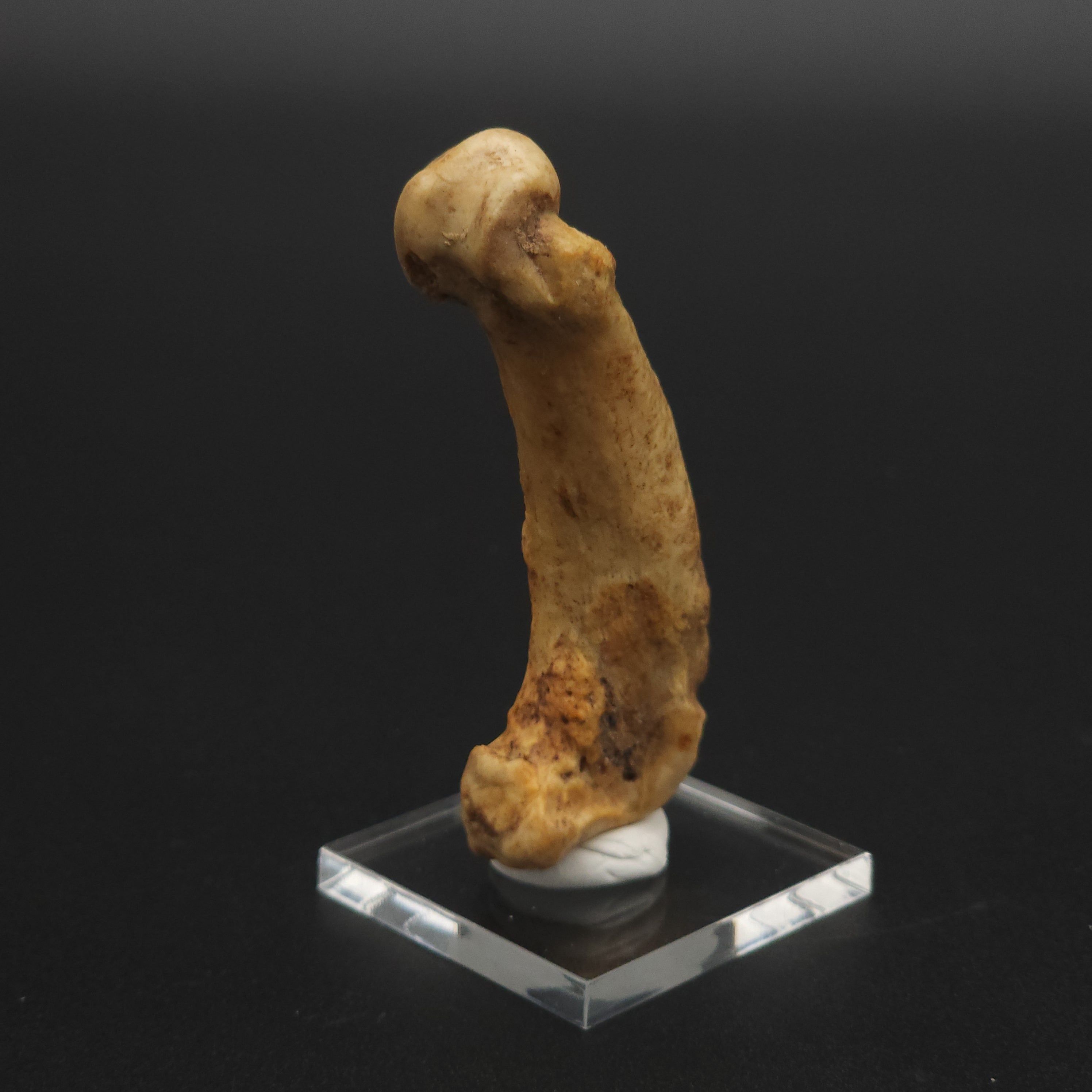 Fossil Cave Bear Metatarsal (Paw Bone)