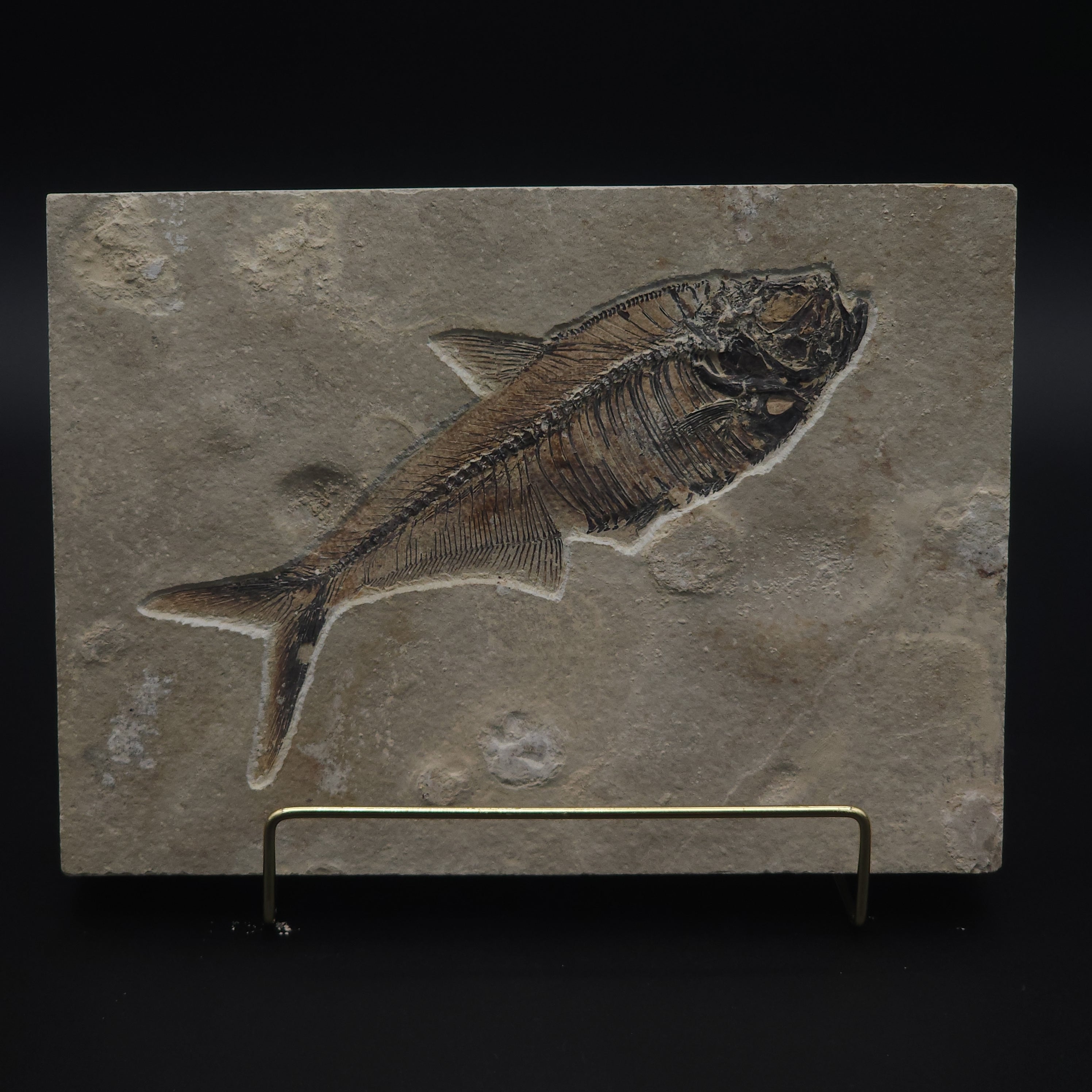 Diplomystus Fossil Fish- 7.25